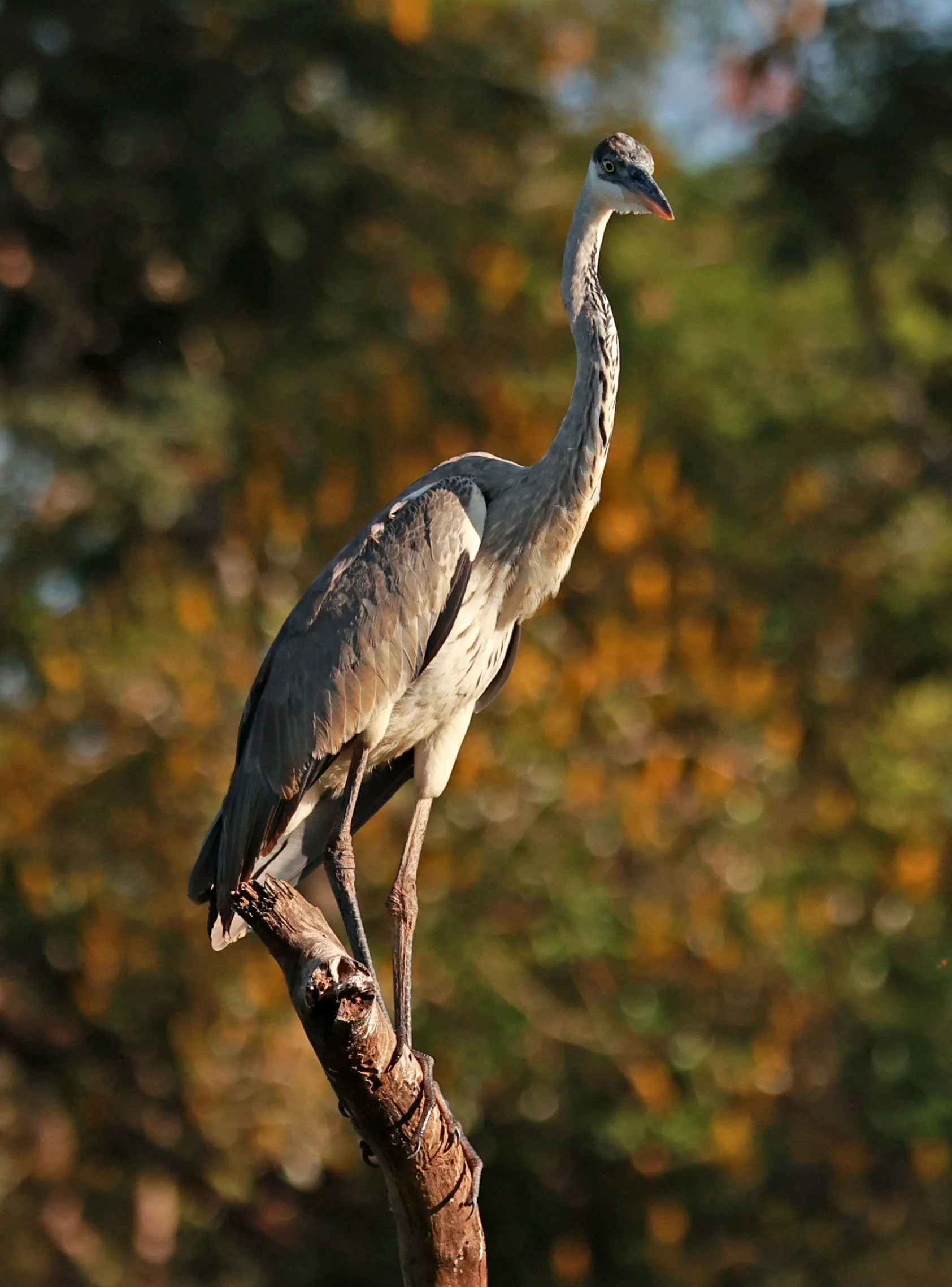 Heron - Cocoi Heron - Ardea cocoi - Pantanal, Encontro das Águas State Park, Porto Jofre, Cuiaba River day 3 (2).jpg