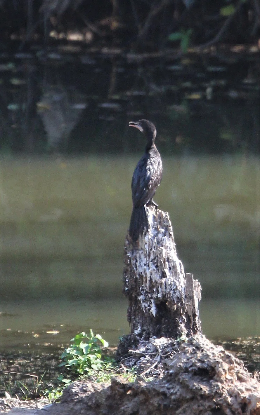 Microcarbo niger - Little Cormorant - Kaeng Krachan Thailand (2).jpg