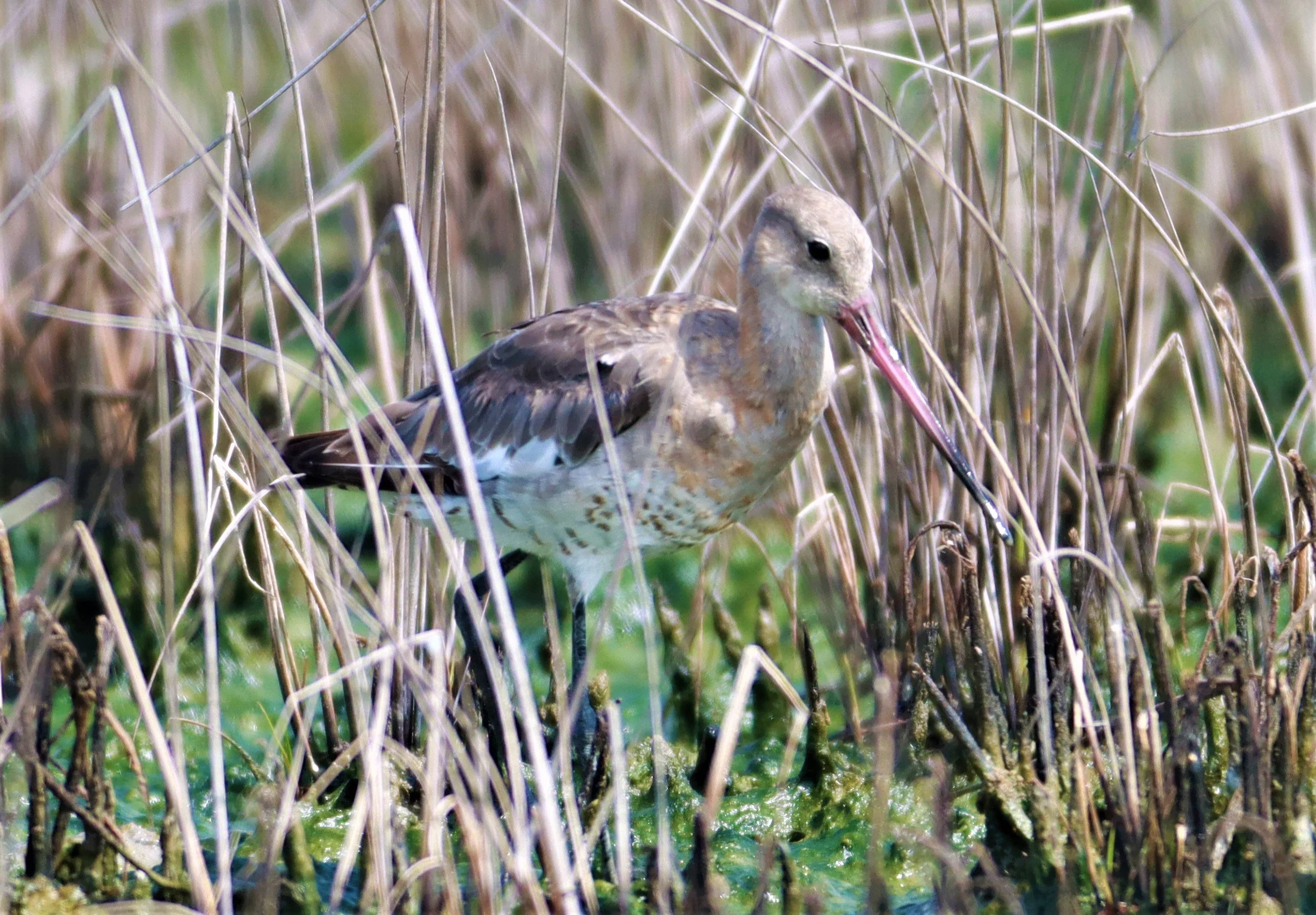 GODWIT - BLACK-TAILED GODWITS (EASTERN) - Limosa limosa -  KHLONG TAMRU CHONBURI (10).jpg