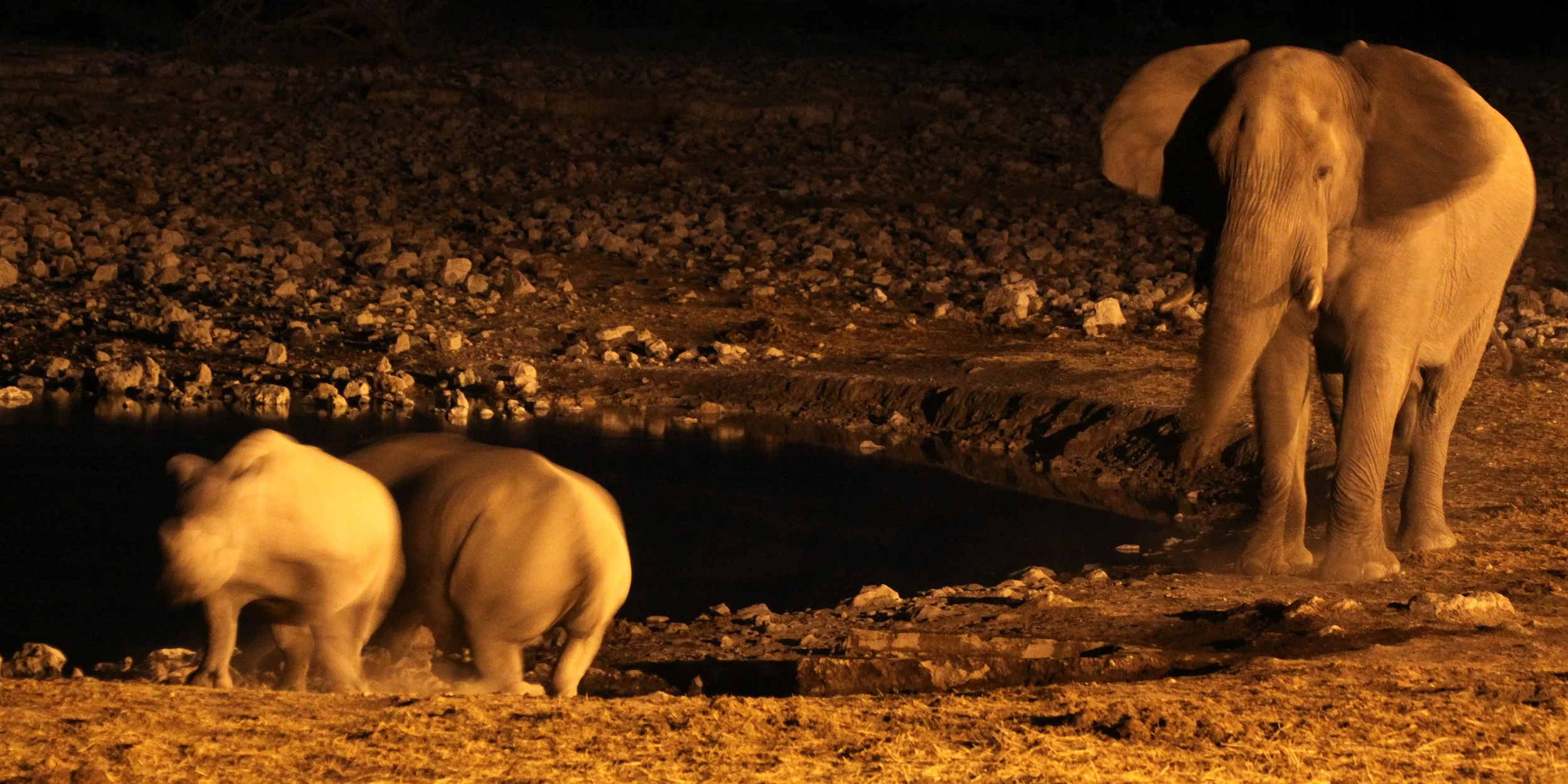 Diceros bicornis occidentalis - SOUTH-WESTERN BLACK RHINO - ETOSHA NATIONAL PARK NAMIBIA (54).JPG