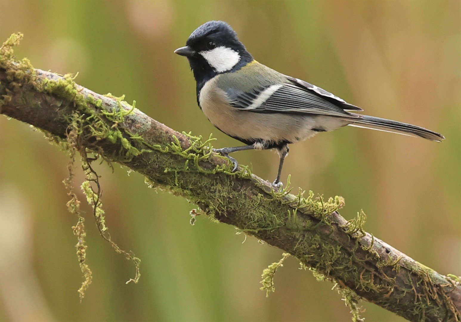 Parus Pilly Genus Parus Tits — Coke Smith Wildlife
