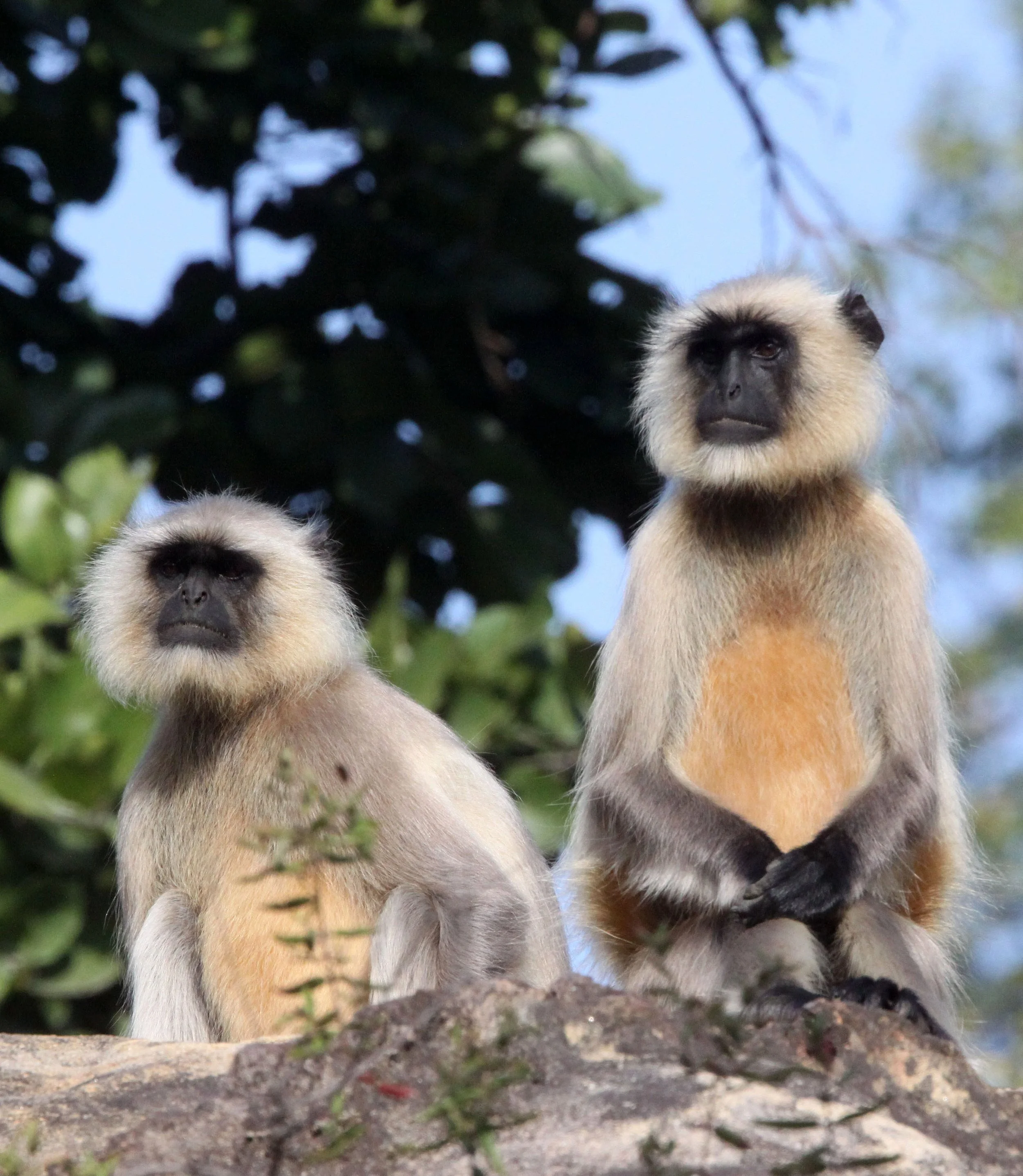 CERCOPITHECIDAE - Semnopithecus entellus - BENGAL SACRED (HANUMAN NORTHERN PLAINS GREY) LANGUR - BANDHAVGAR NATIONAL PARK MADHYA PRADESH INDIA (27).JPG