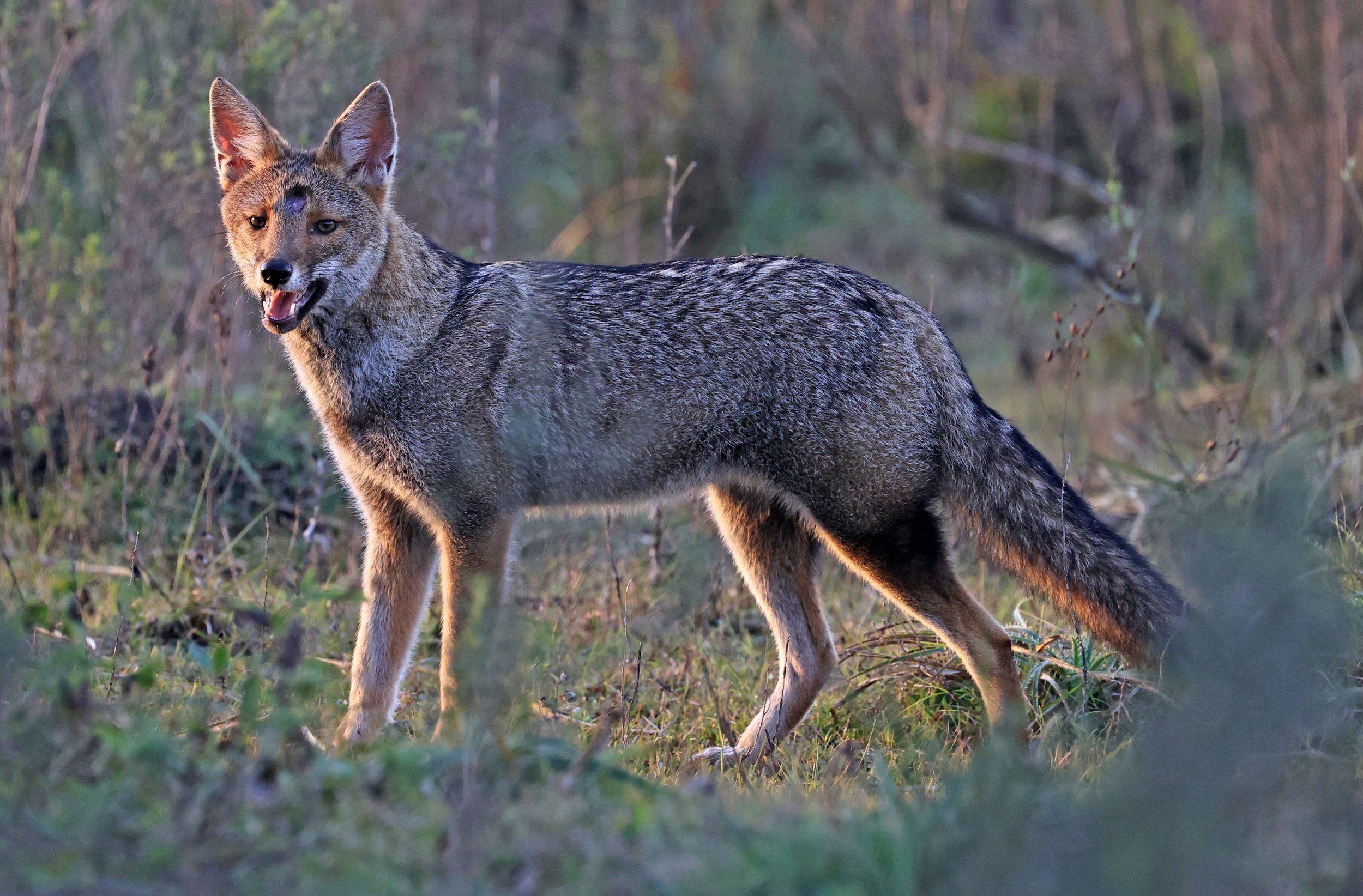 Pampas Fox (Lycalopex gymnocercus) El Palmar National Park, Entre Rios, Argentina (16).jpg