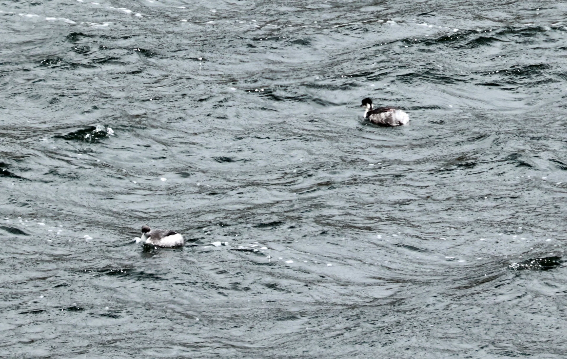 Grebe - Silvery Grebe - Podiceps occipitalis - Antisana National Park, Eastern Andes Ecuador (1).jpg