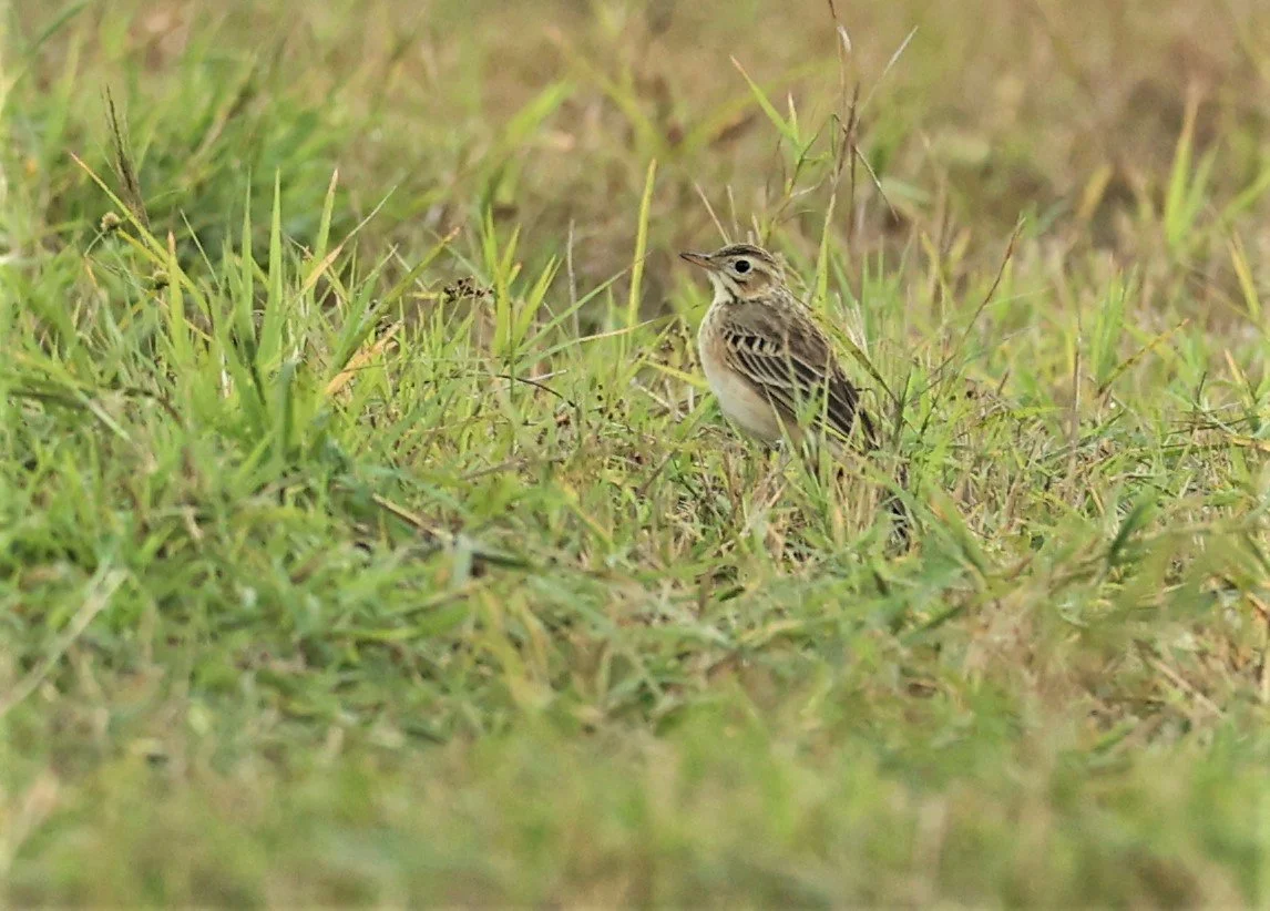 Paddyfield Pipit (Anthus rufulus) TATHORN RICEFIELDS CHIANG MAI (3).jpg
