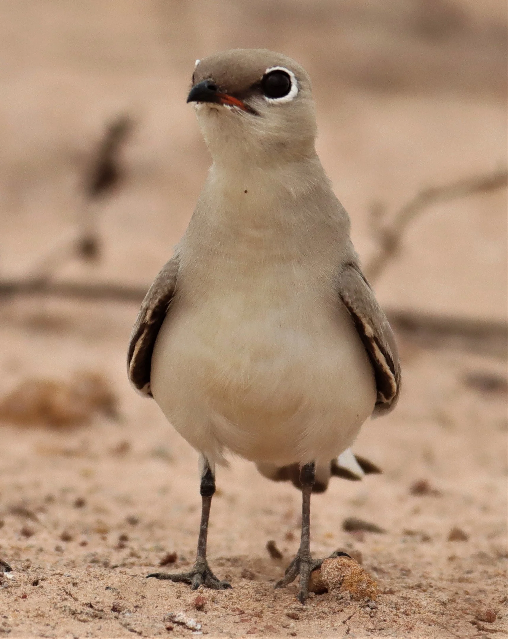 PRATINCOLE - SMALL PRATINCOLE - Glareola lactea - KABIN BURI WETLANDS 15KM OUT ON 304 (32).jpg