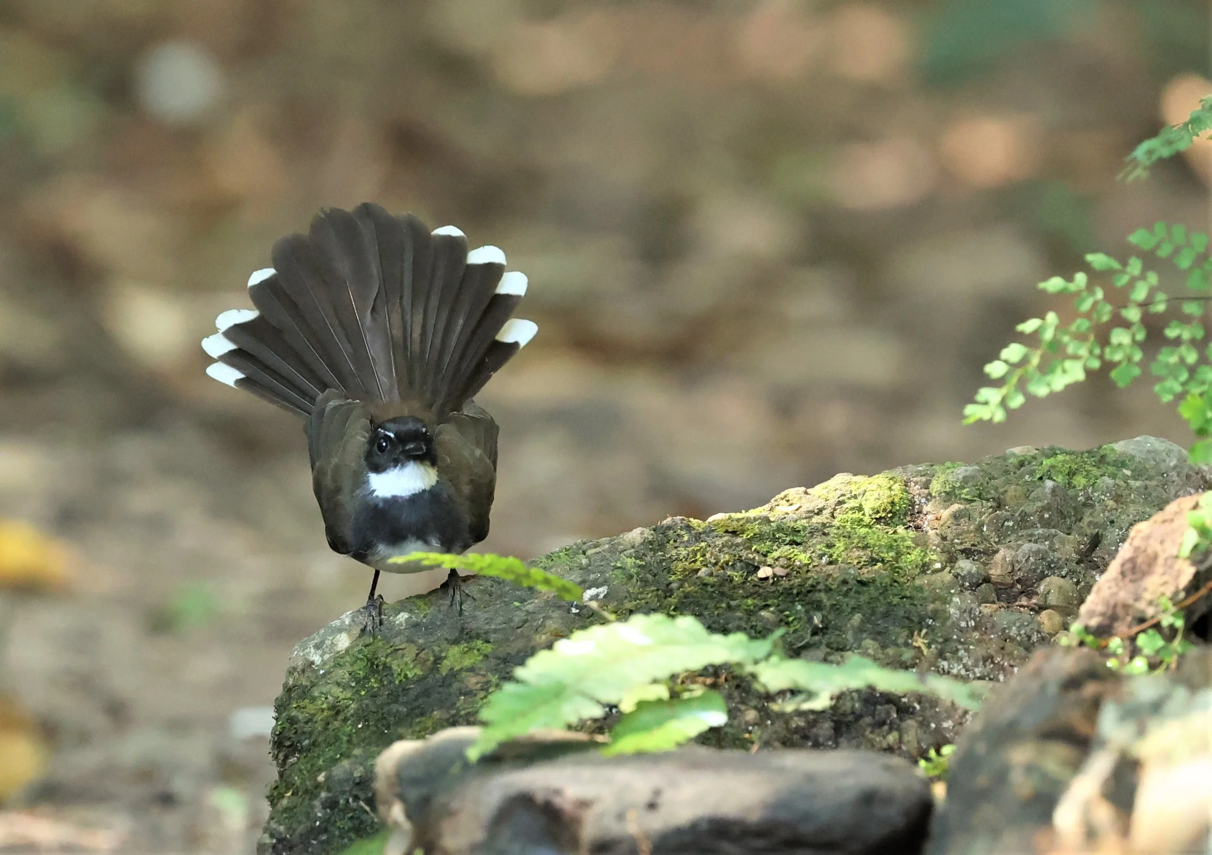 FANTAIL - PIED FANTAIL - Rhipidura javanica - PETCHABURI PROVINCE - NUY HIDE NEAR KAENG KRACHAN JAN 2022 (16).jpg