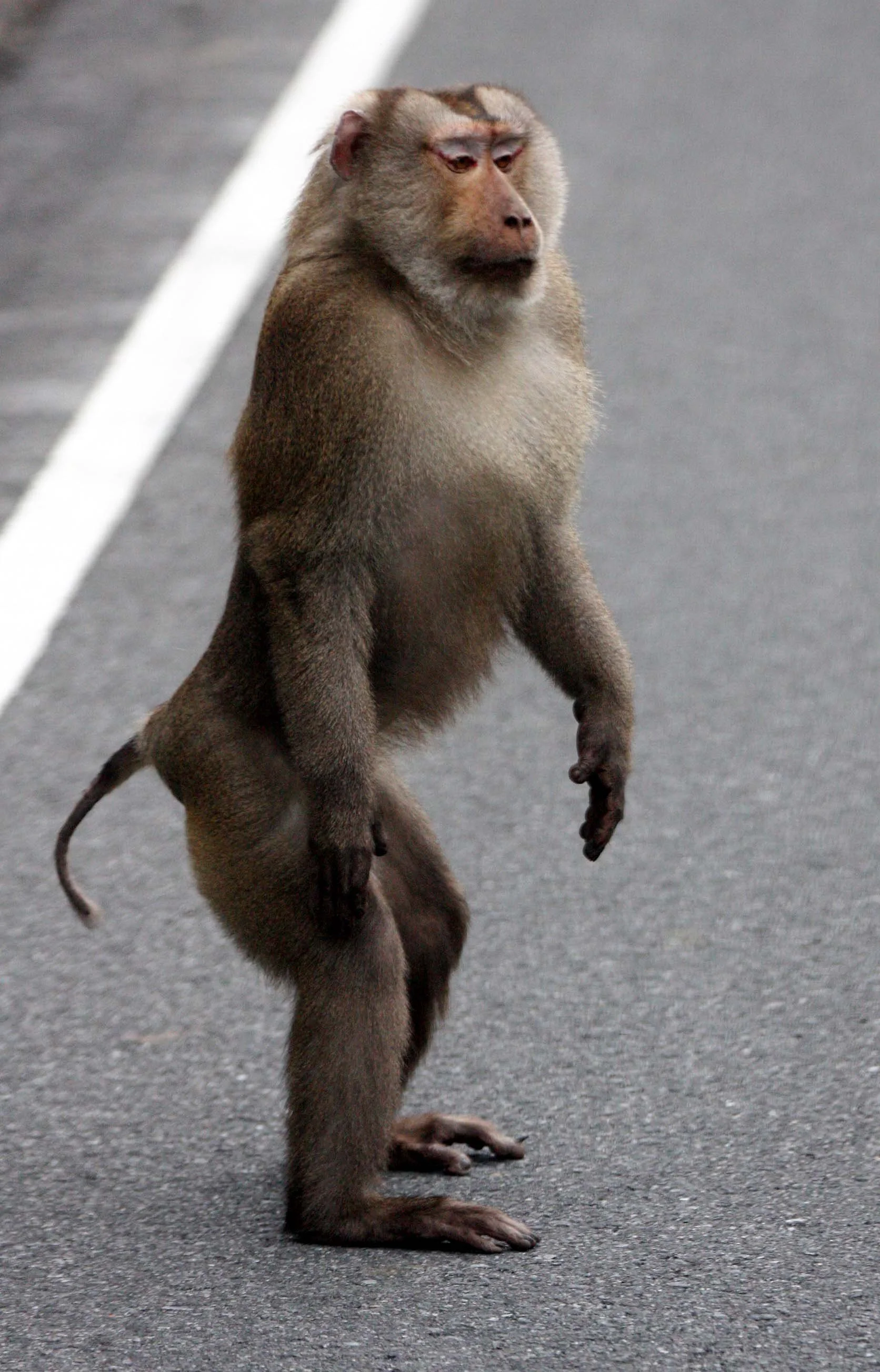 CERCOPITHECIDAE - Macaca leonina - NORTHERN PIG-TAILED MACAQUE - KHAO YAI THAILAND (42).JPG