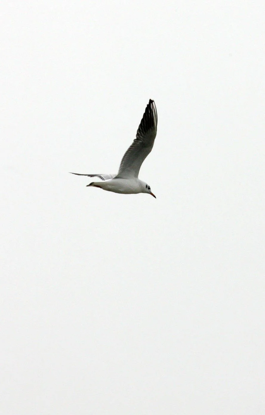 BIRD - GULL - BLACK-HEADED GULL - CHROICOCEPHALUS RIDIBUNDUS - POYANG LAKE, JIANGXI PROVINCE, CHINA (20).JPG