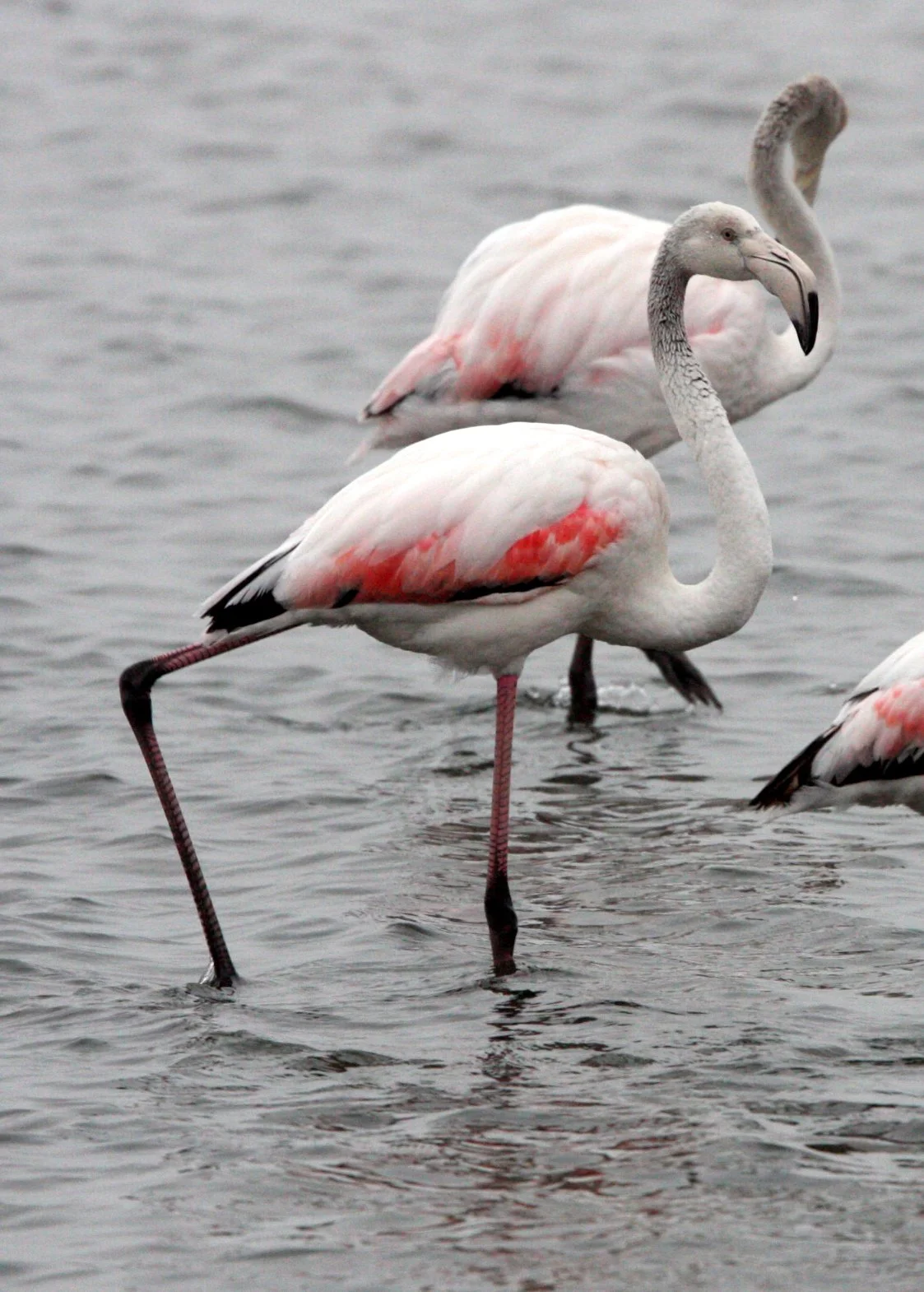 Phoenicopterus roseus - Greater Flamingo - Walvis Bay Namibia (26).JPG
