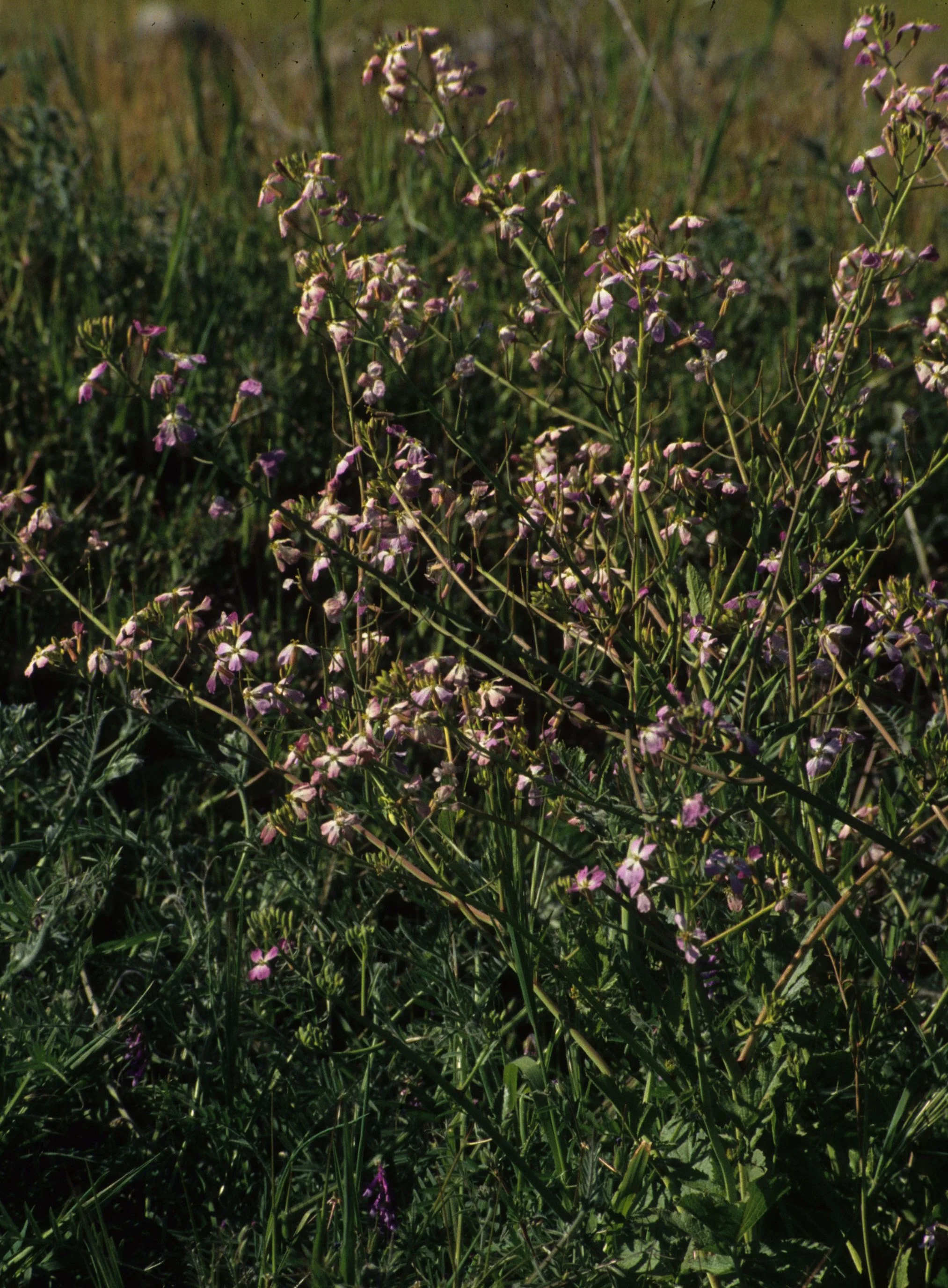 AMERICAN RIVER - RAPHANUS SATIVUS - WILD RADDISH.jpg