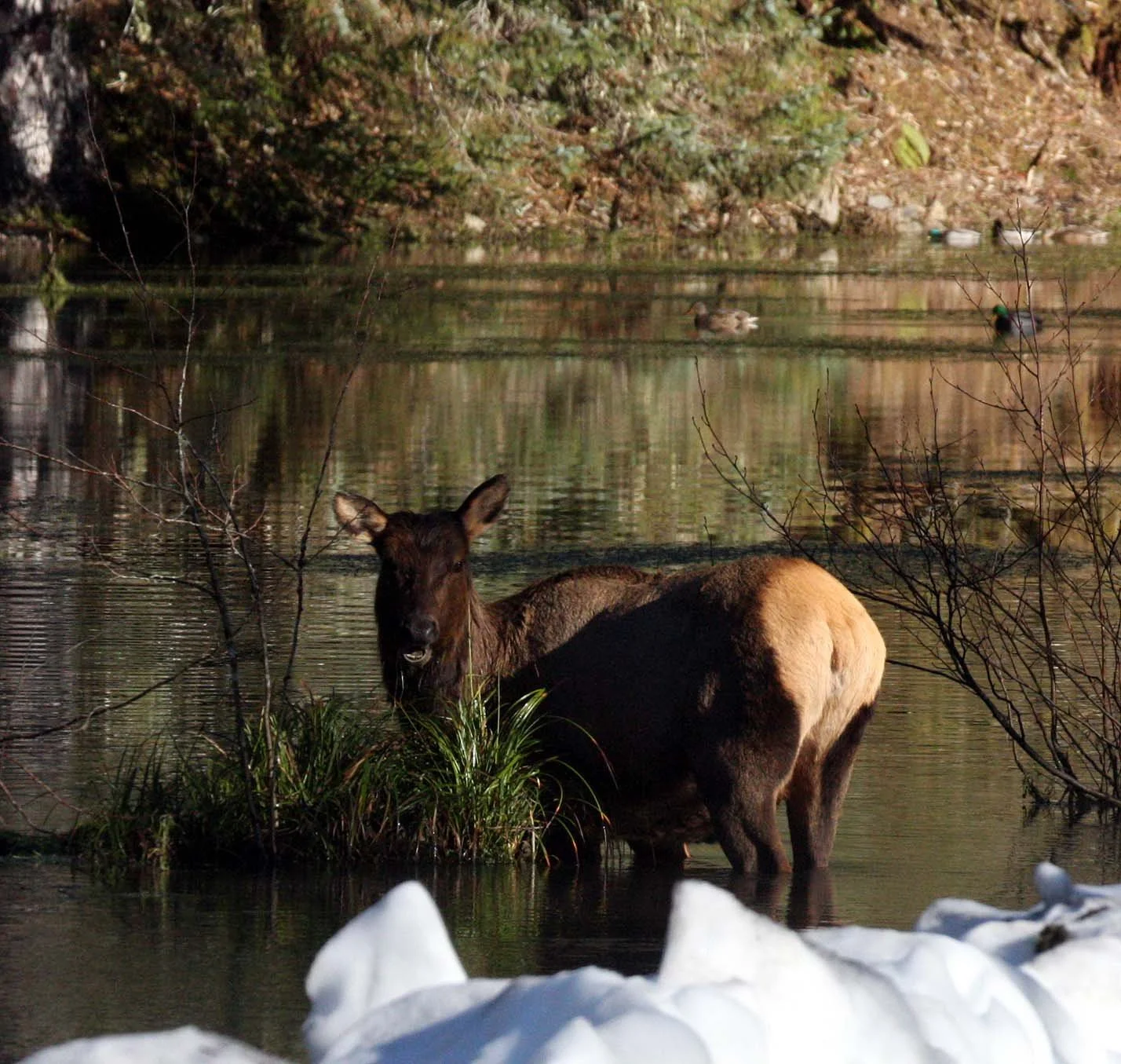 CERVID - ELK- ROOSEVELT ELK - HOH RAINFOREST WA (19).JPG