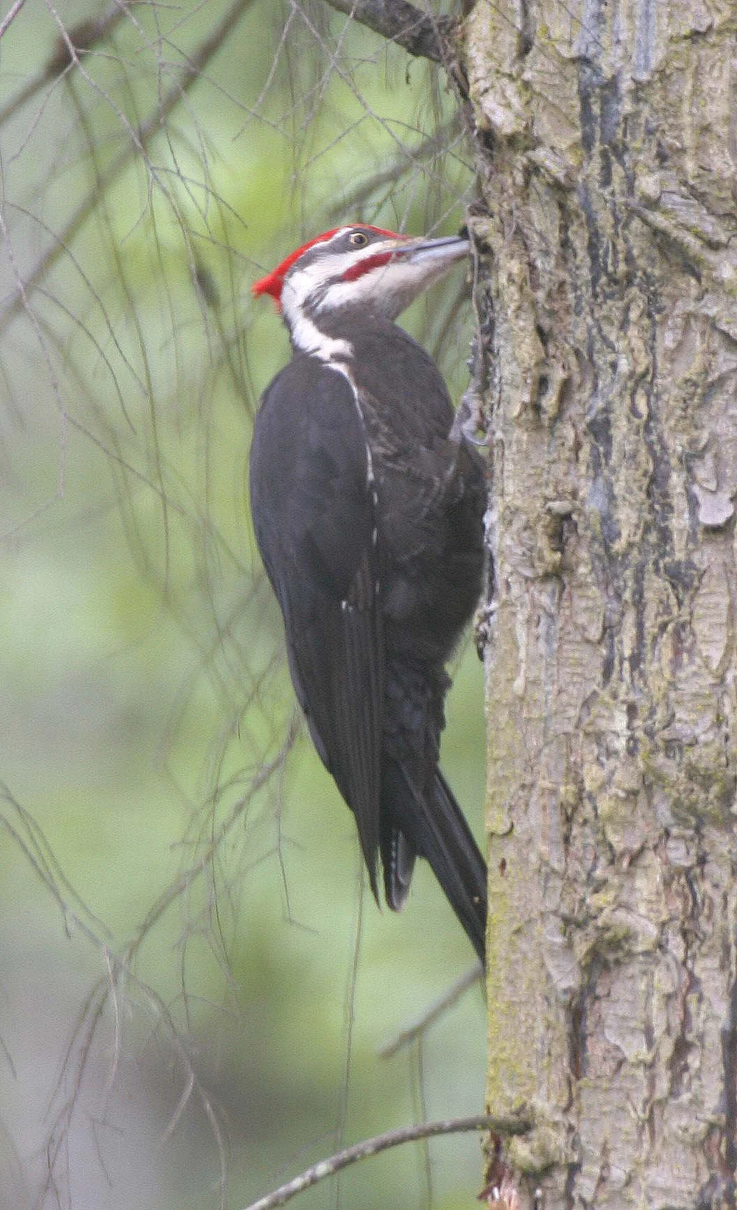 BIRD - WOODPECKER - PILEATED WOODPECKER - GASMAN (10).jpg