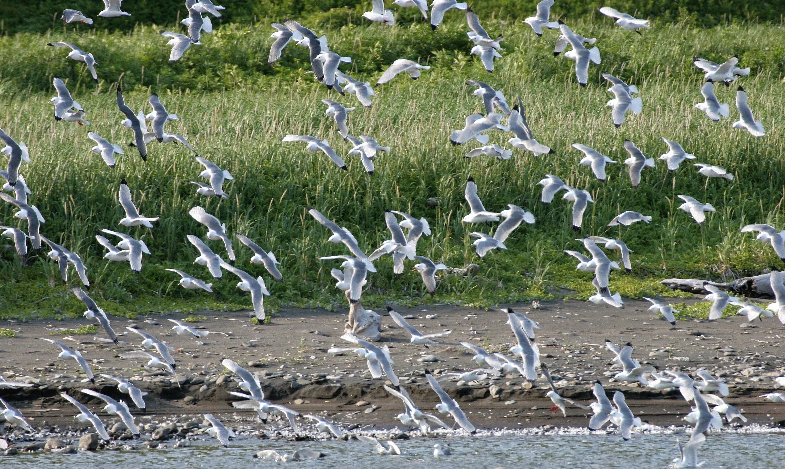 BIRD - KITTIWAKE - RED-LEGGED - COMMANDORSKY (6).jpg