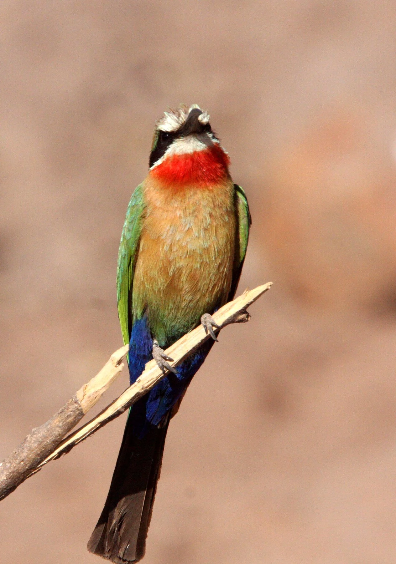 BIRD - BEE-EATER - WHITE-FRONTED BEE-EATER - MEROPS BULLOCKOIDES - CHOBE NATIONAL PARK BOTSWANA (15).JPG