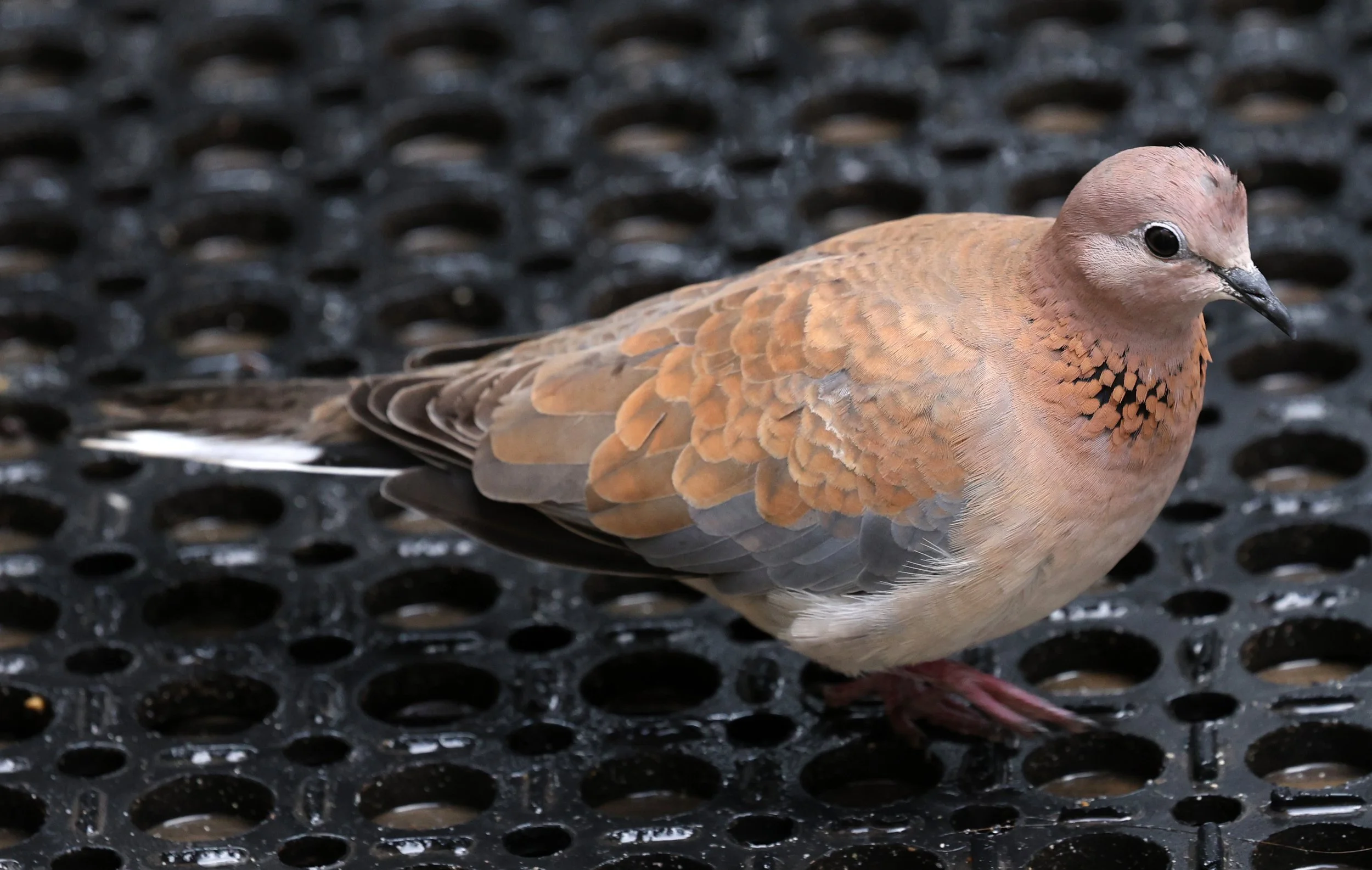 Laughing Dove (Spilopelia senegalensis) Rottnest Island - Western Australia (12).jpg