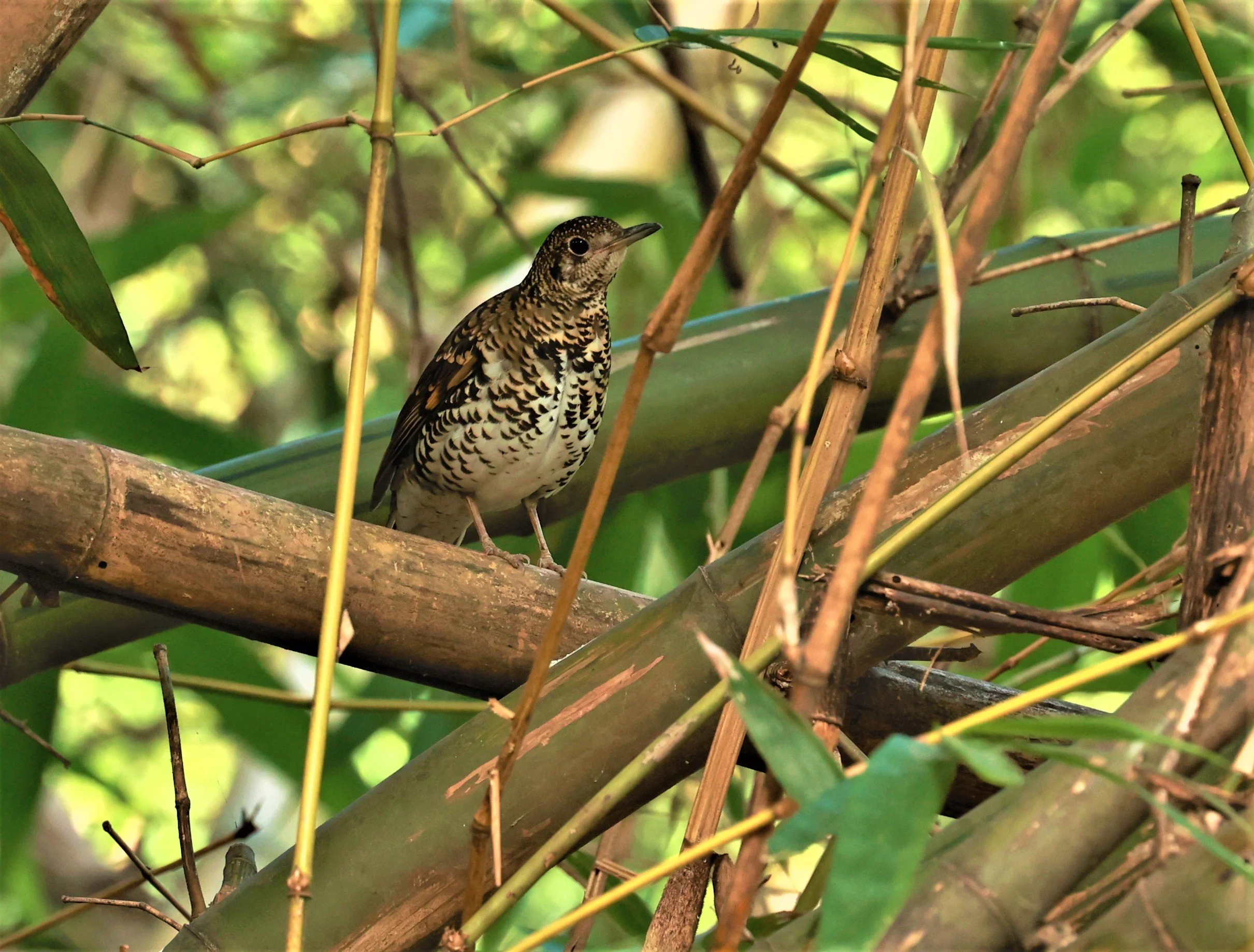 White's Thrush (Zoothera aurea) Putthamonthon Park Nakhon Pathom Thailand (63).jpg