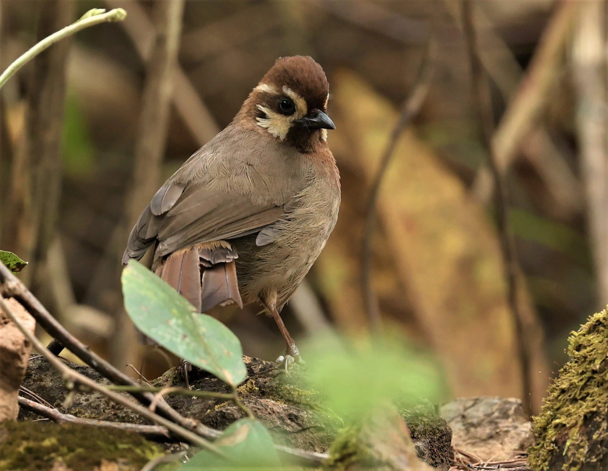 LAUGHINGTHRUSH - WHITE-BROWED LAUGHINGTHRUSH - Pterorhinus sannio - DOI SAN JU (DOI LANG WEST) FEB 2022 (11).jpg