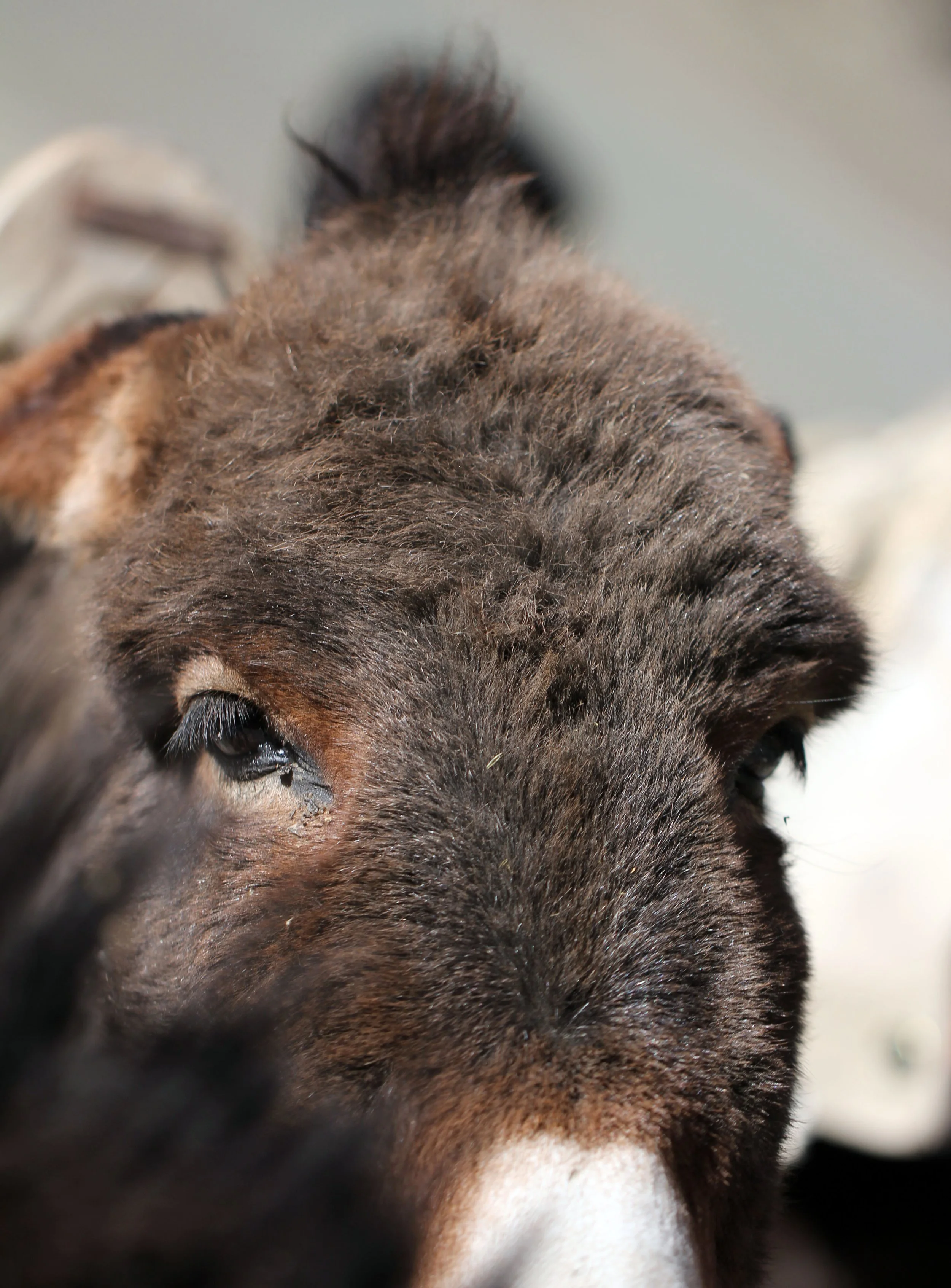HEMIS NATIONAL PARK - LADAKH INDIA - JAMMU & KASHMIR NEAR RUMBAK VILLAGE (24).JPG
