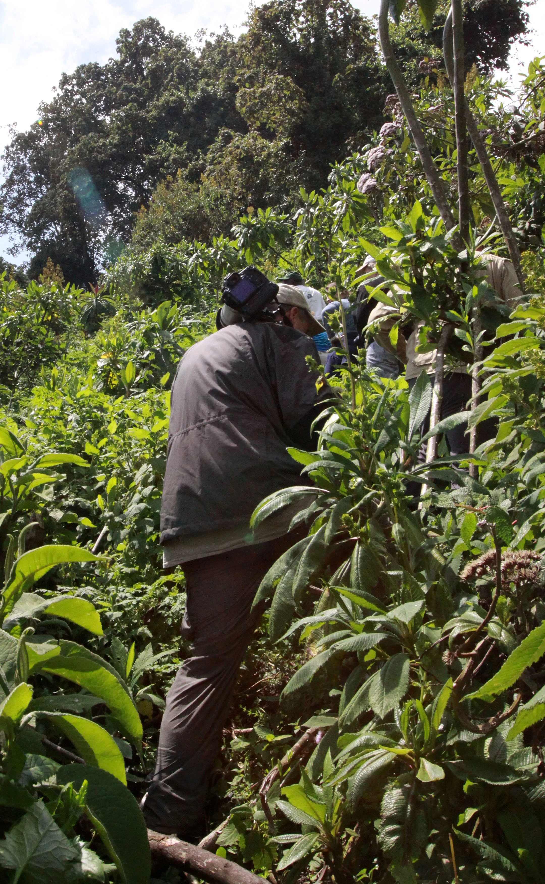 PARC DU VULCANS RWANDA (406).JPG