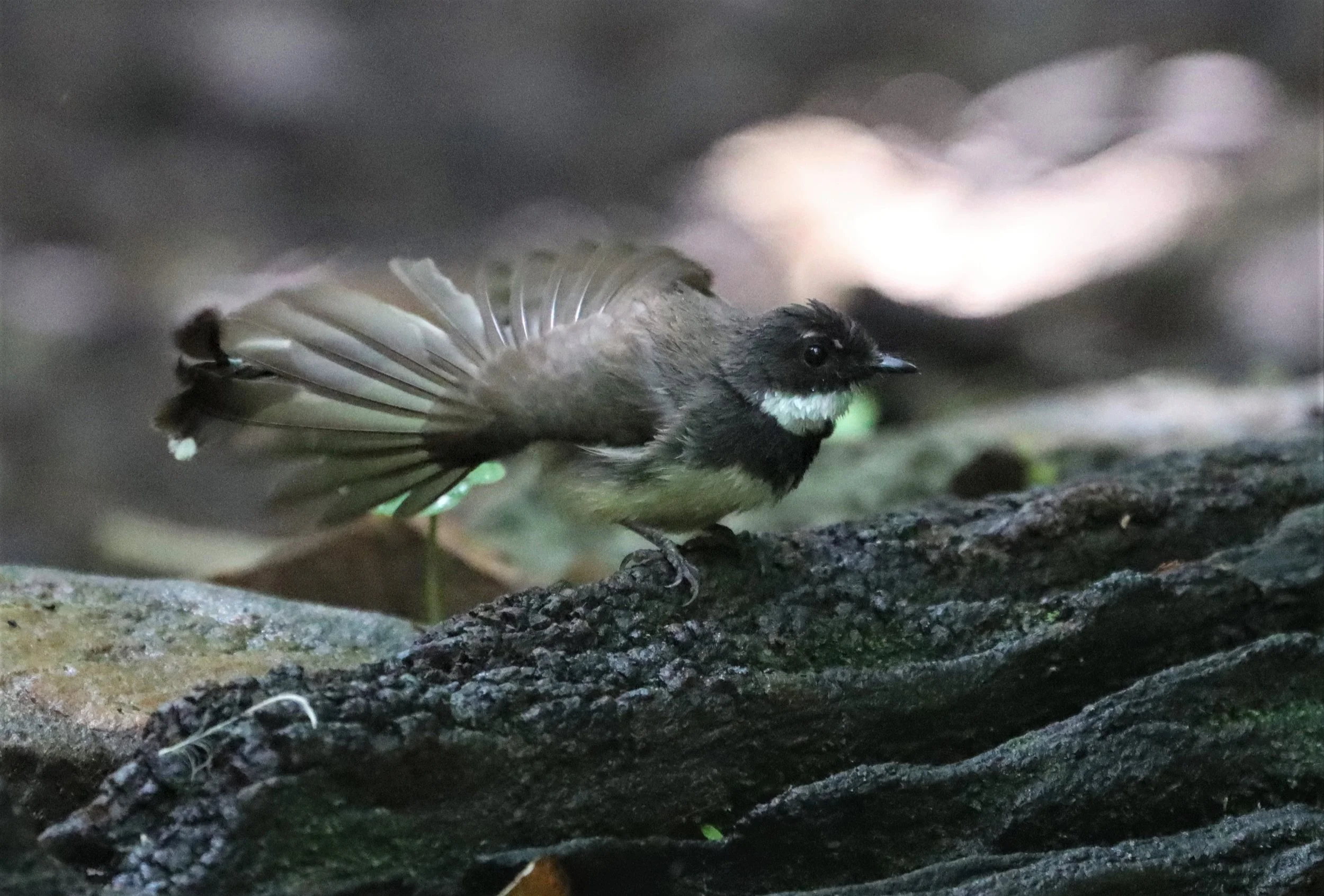 FANTAIL - PIED FANTAIL -Rhipidura javanica - KAENG KRACHAN LUNG SIN HIDE (7).jpg