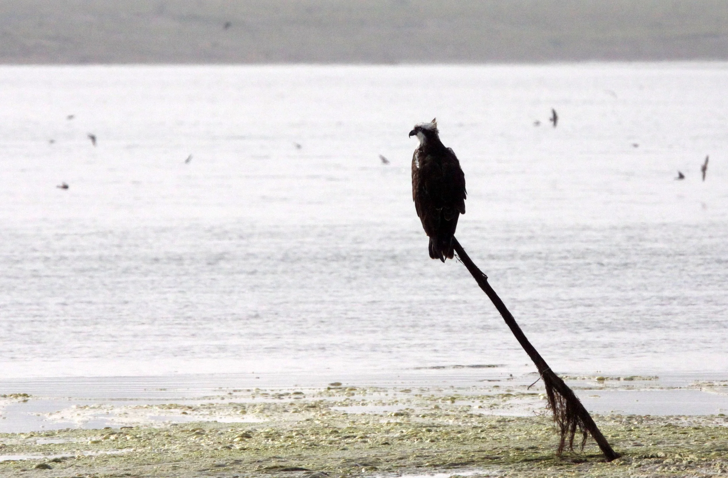 Pandion haliaetus - OSPREY - CHAMBAL RIVER SANCTUARY INDIA (13).JPG