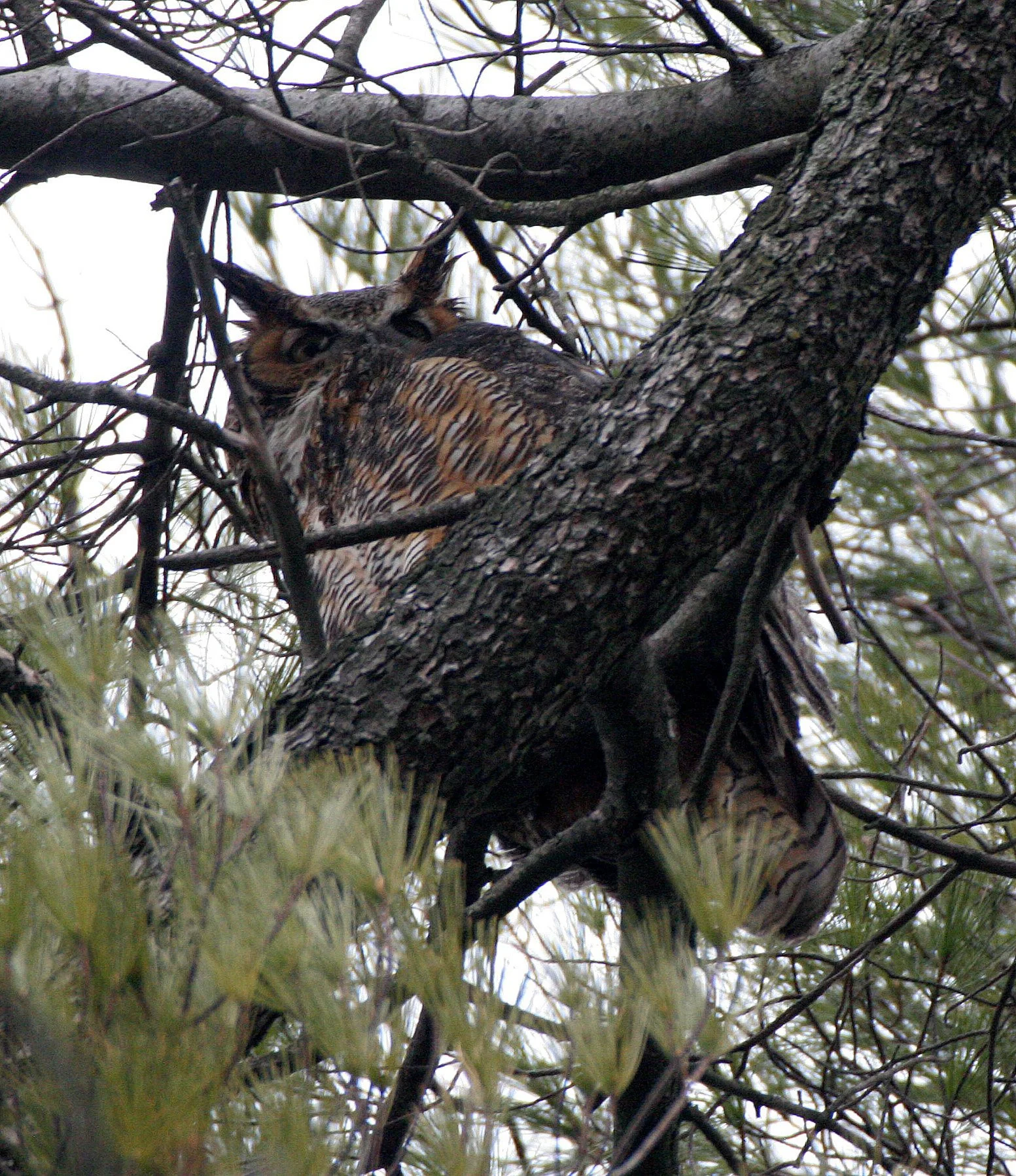 Bubo virginianus - GREAT-HORNED OWL - GENEVA COURTHOUSE ILLINOIS (16).JPG
