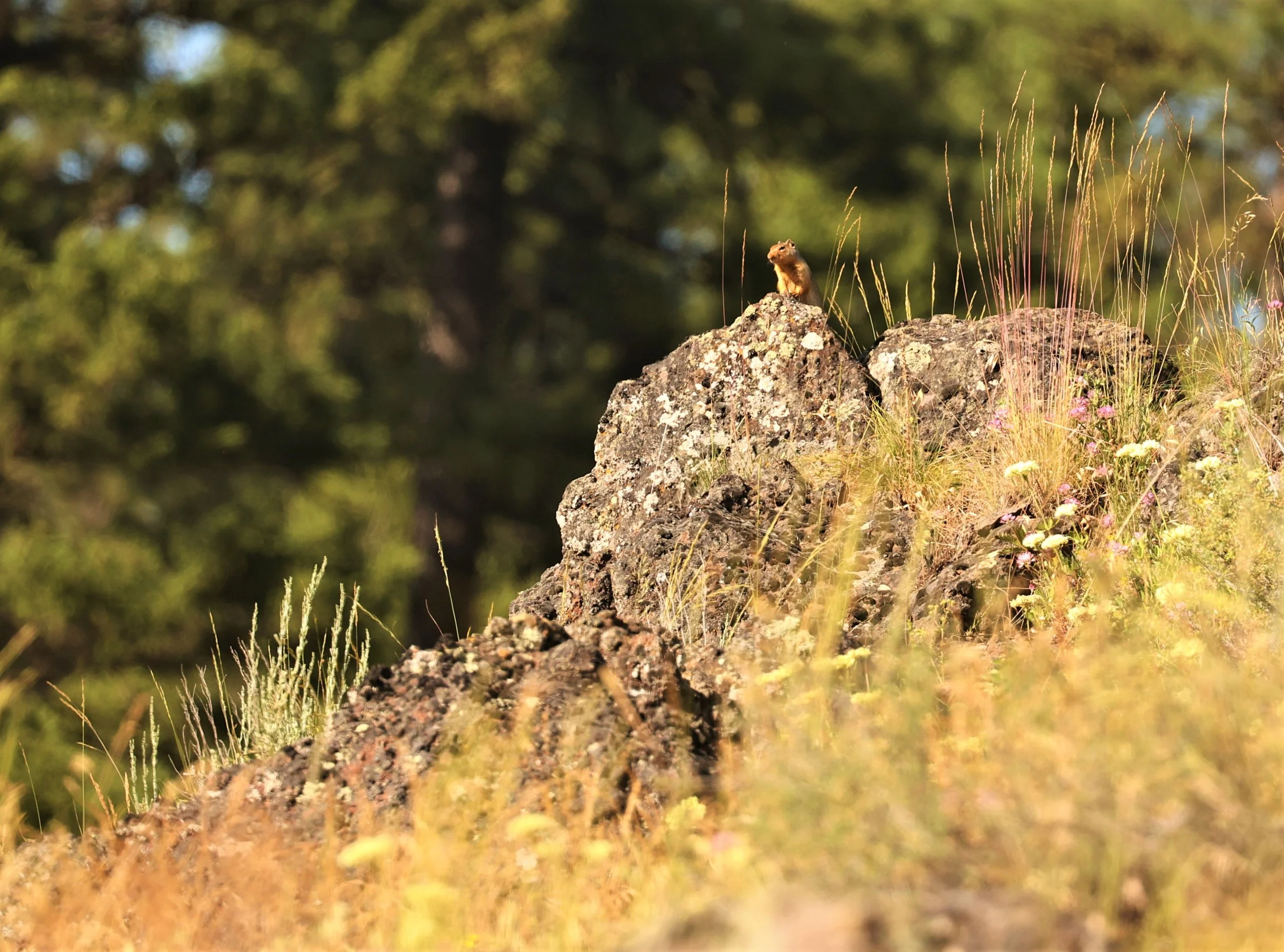 Urocitellus brunneus - NORTHERN IDAHO GROUND SQUIRREL - TAMARACK IDAHO JULY 2022 (4).jpg