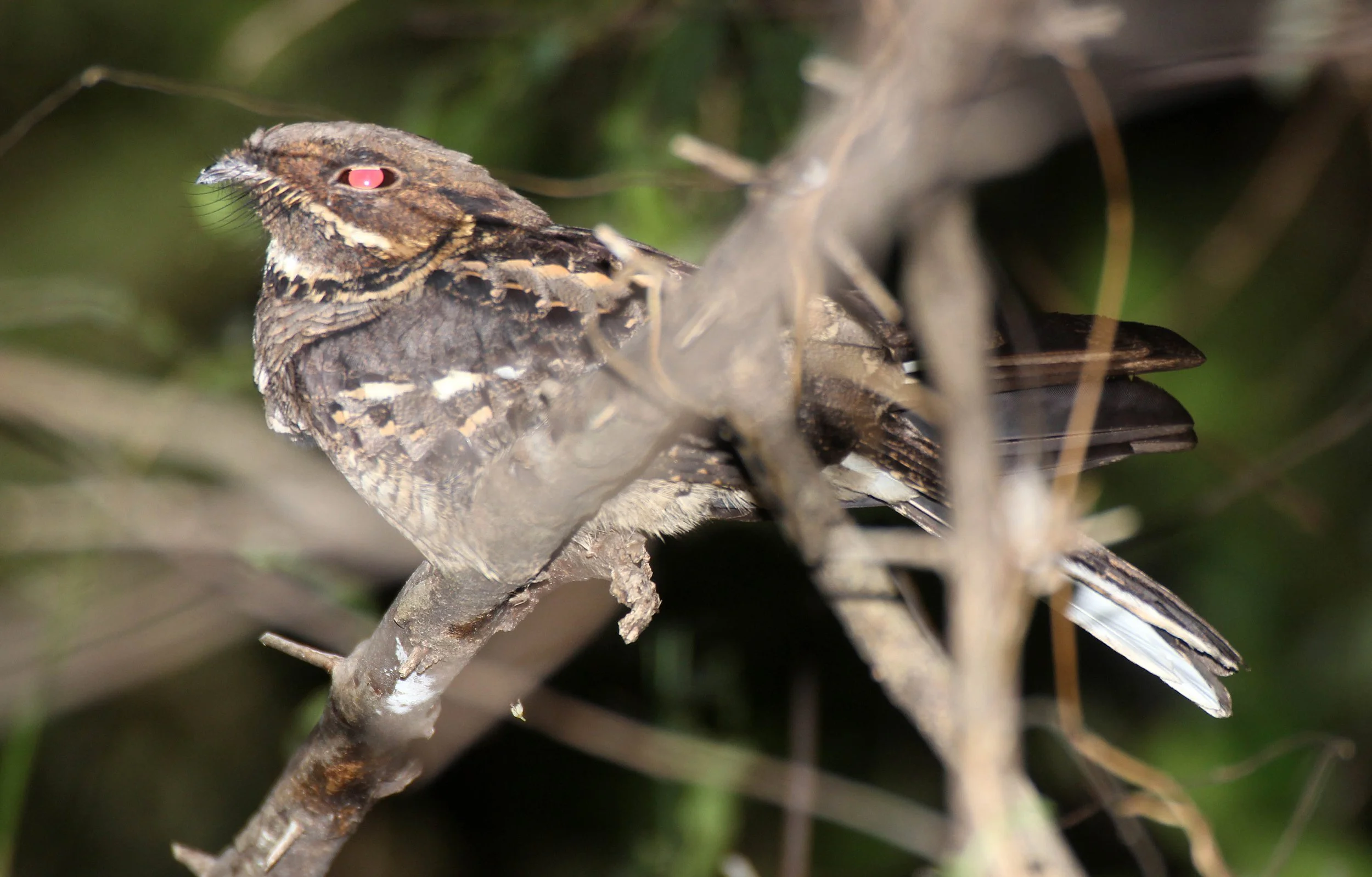 BIRD - NIGHTJAR - JERDON'S NIGHTJAR - SIRIGIYA FOREST AREA SRI LANKA (4).JPG