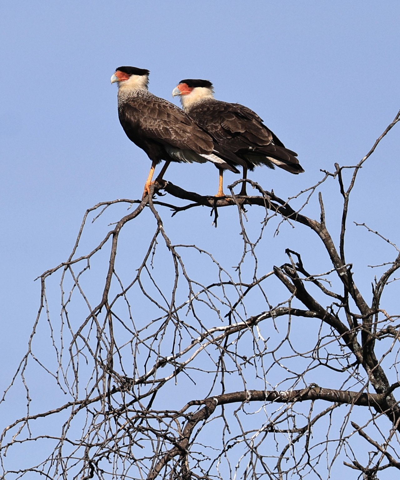 Crested Caracara (Caracara plancus) Wetlands along Road between Pozo Colorado & Asuncion (1).jpg