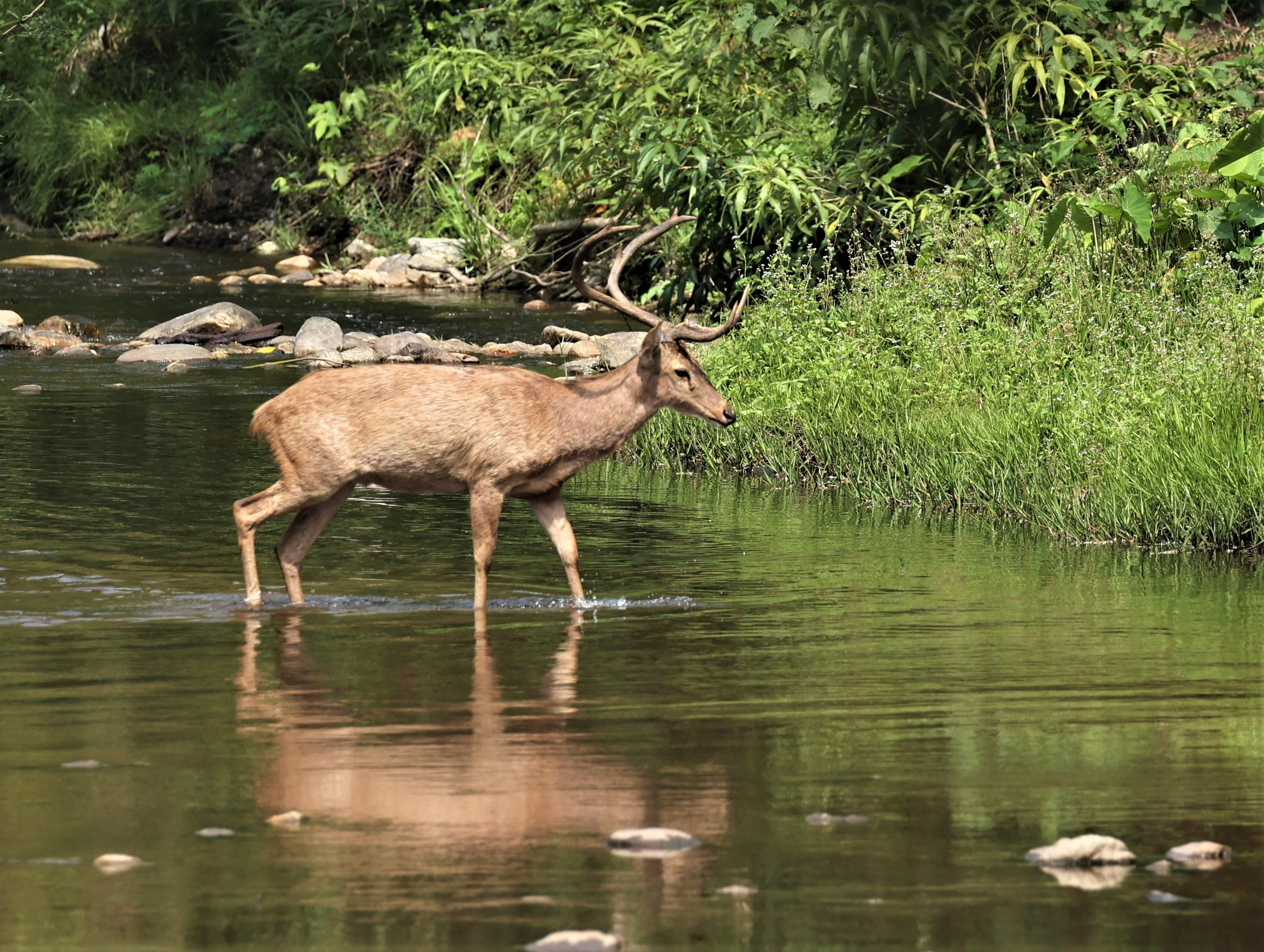 Eld's deer (Rucervus eldii siamensis or Panolia eldii siamensis) 