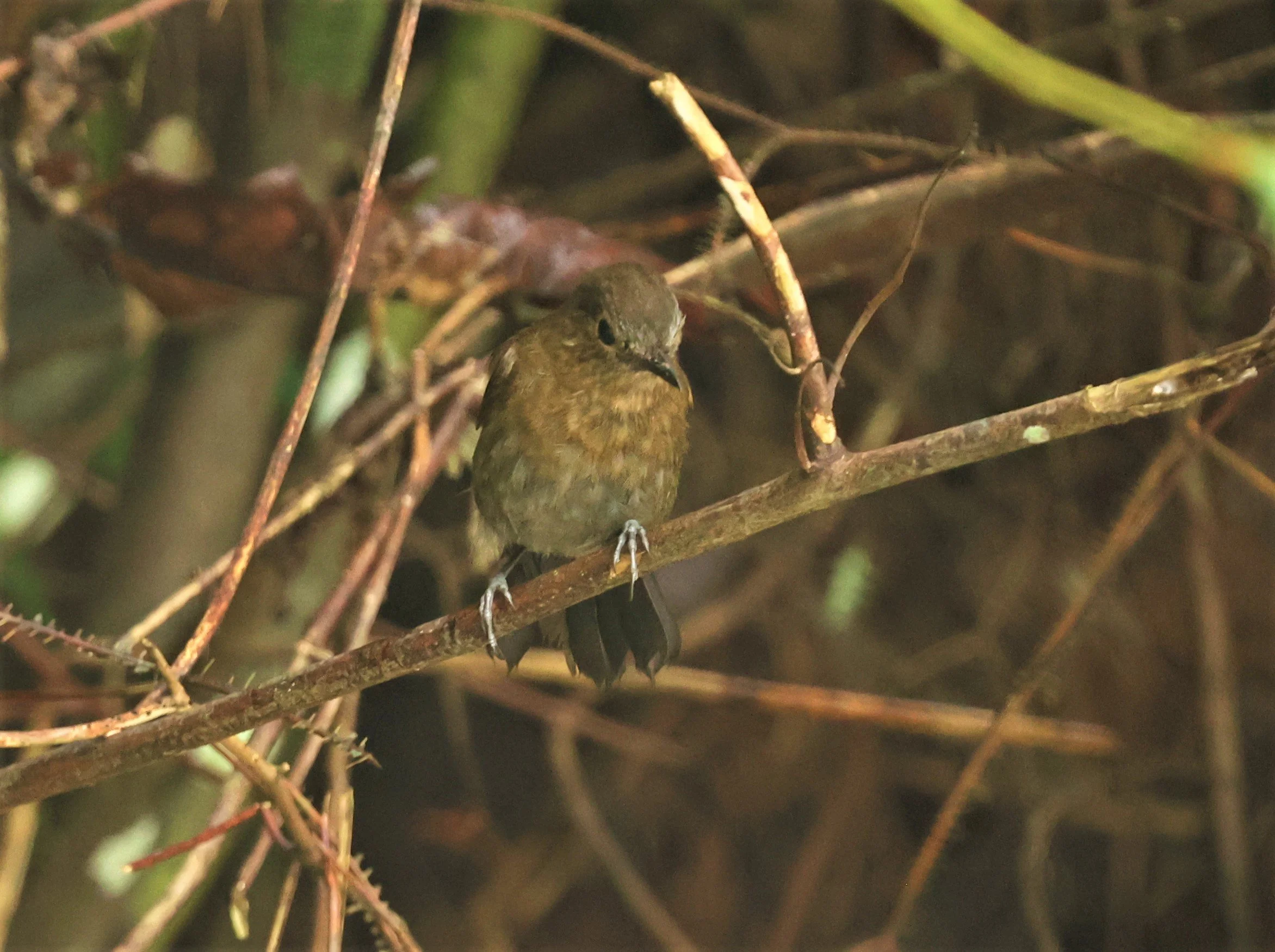 Myiomela leucura - WHITE-TAILED ROBIN - FRASER'S HILL, MALAYSIA JUNE 2022 FEMALE (1).jpg