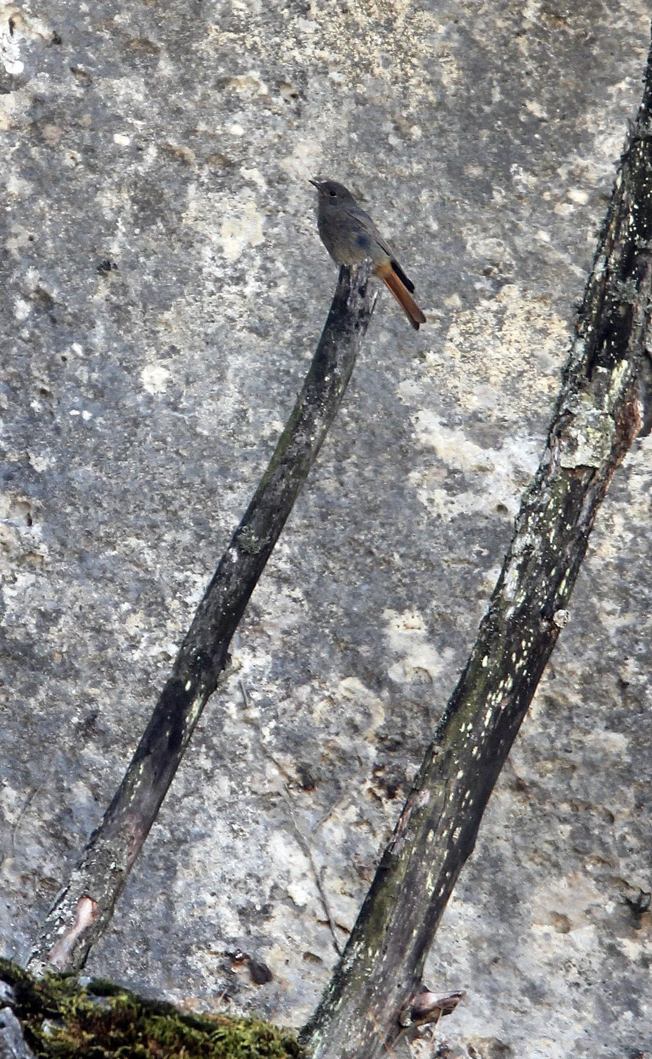 BIRD - REDSTART - BLACK REDSTART - EL TORCAL NATIONAL PARK SPAIN (2).JPG