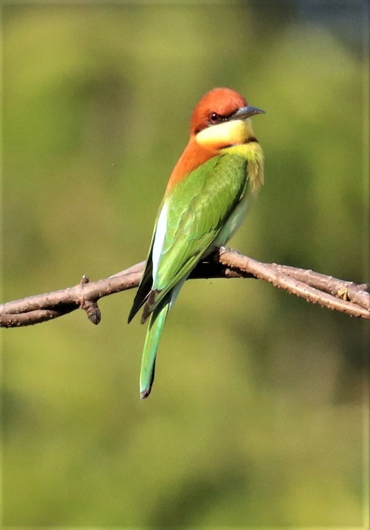 BEE-EATER - CHESTNUT-HEADED BEE-EATER - Merops leschenaulti - KHAO YAI NATIONAL PARK (6).jpg