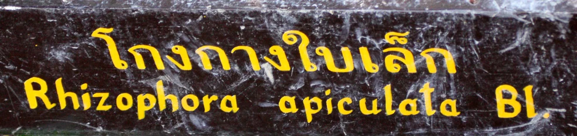 2016 Koh Lanta TheOtherSideVillas - Nature at our Home (92).JPG