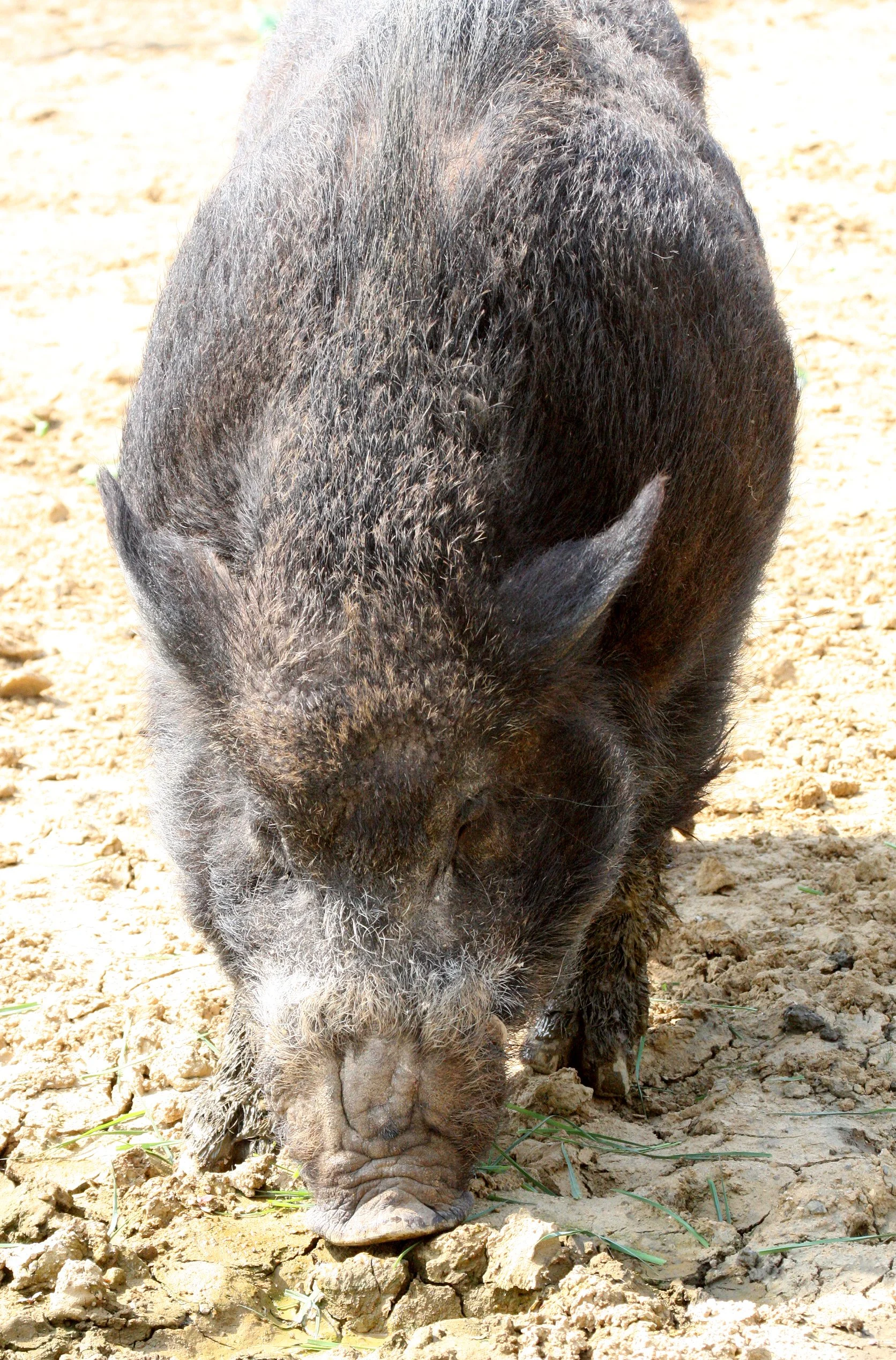 SUIDAE - BOAR - WILD BOAR - INUSHISHI - SUS SCROFA - SHIMOKITA PENINSULA JAPAN (10).JPG