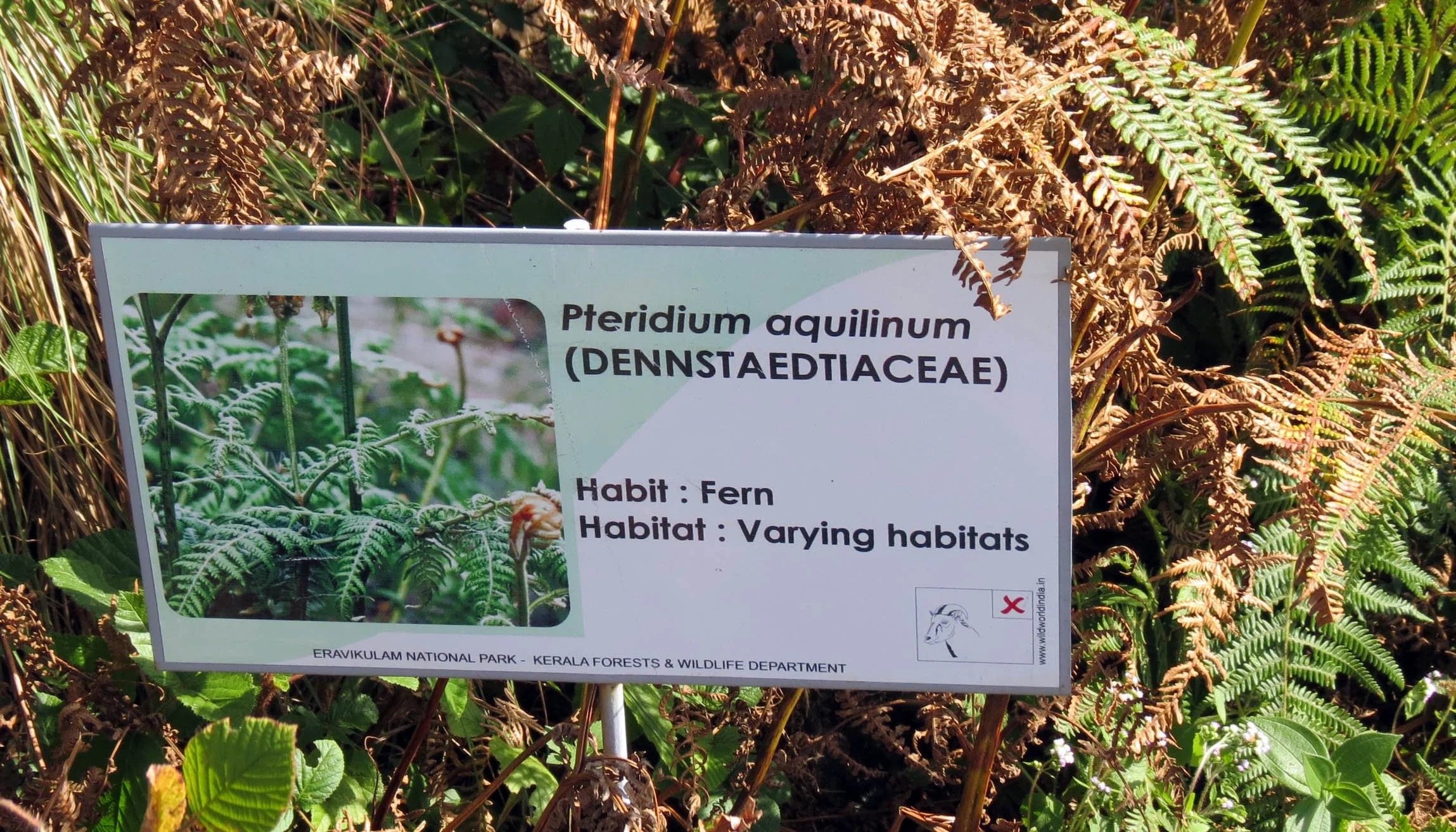 ERAVIKULUM NATIONAL PARK INDIA (17).JPG