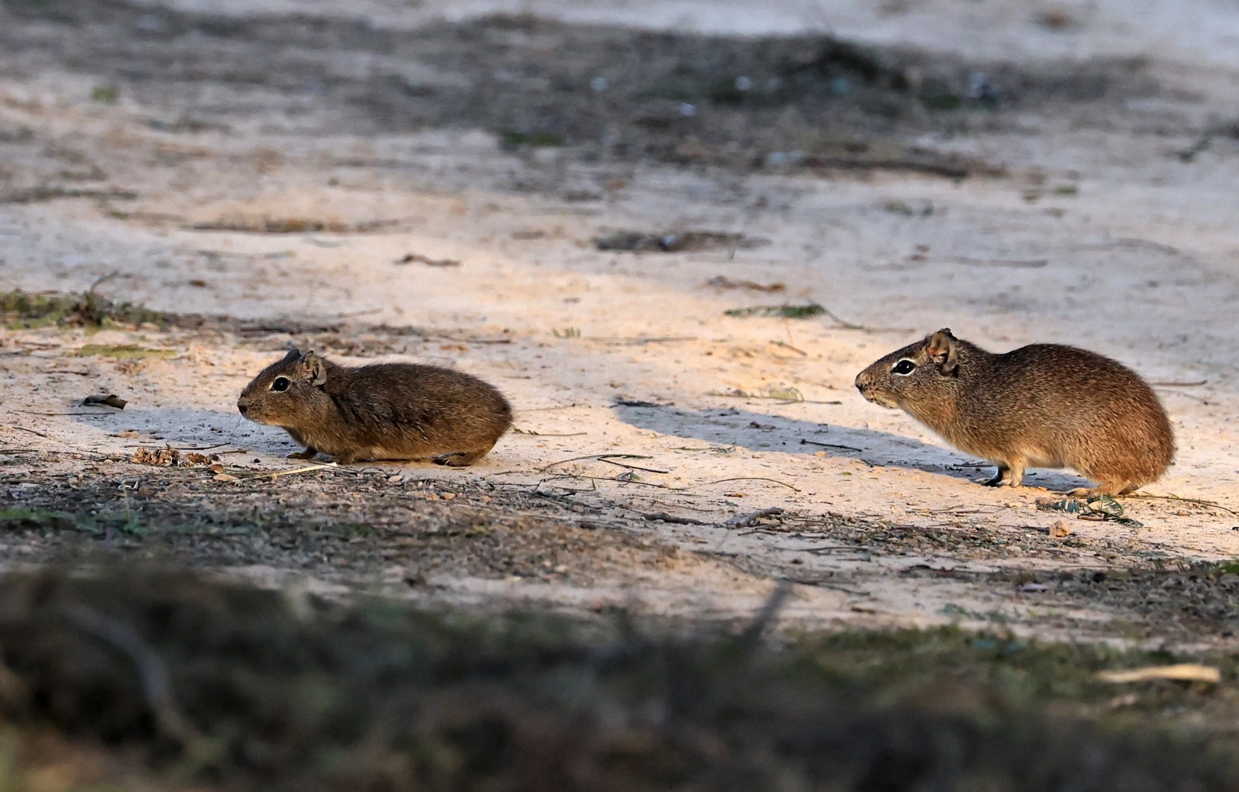 Lowland Yellow-Toothed Cavy (Galea leucoblephara) Hotel Iparoma Campestre Paraguay (26).jpg