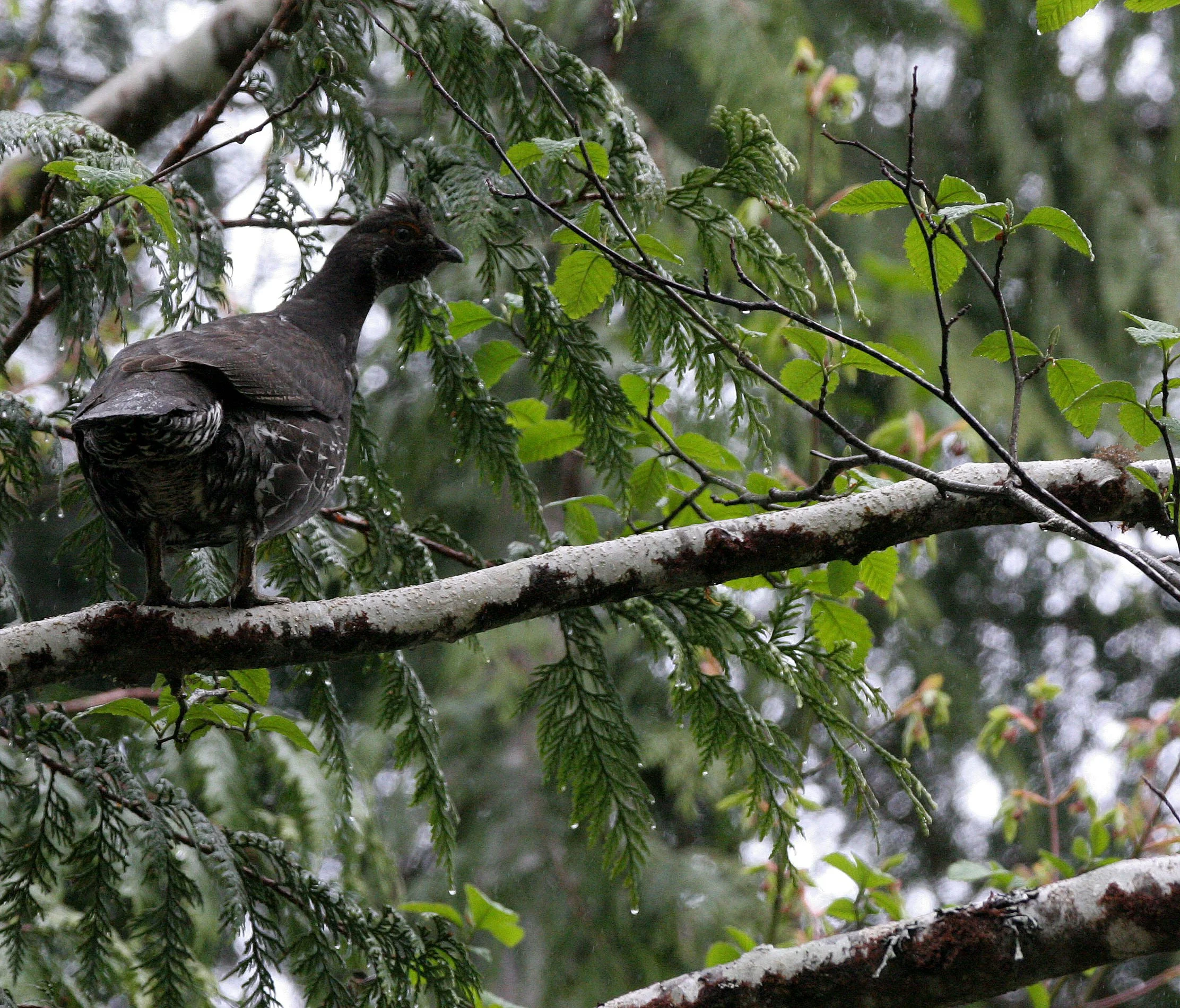 GROUSE - SOOTY (BLUE) GROUSE - Dendragapus fuliginosus - DUNCAN CEDAR TREE ROAD - HOH RIVER VALLEY WA  (50).JPG