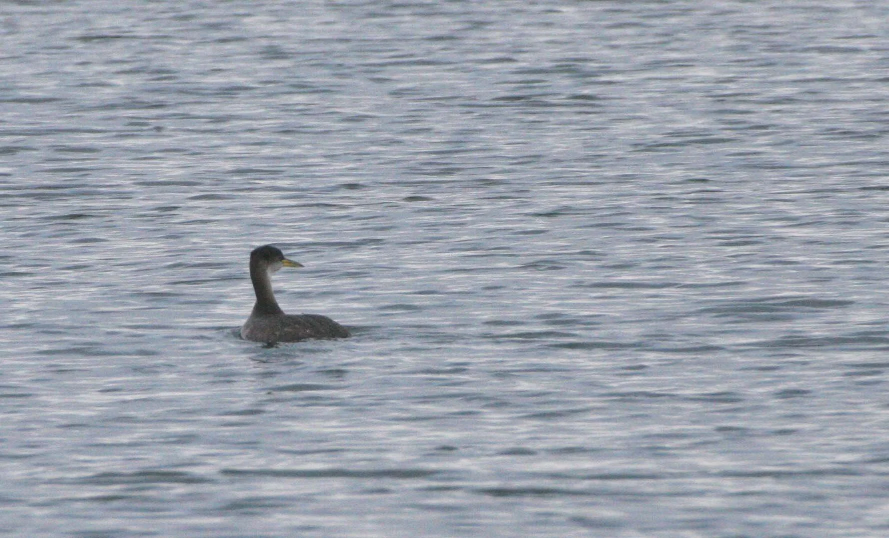 Red-necked Grebe (Podiceps grisegena) Port Angeles Harbor & Strait of Juan de Fuca Washington (10).jpg