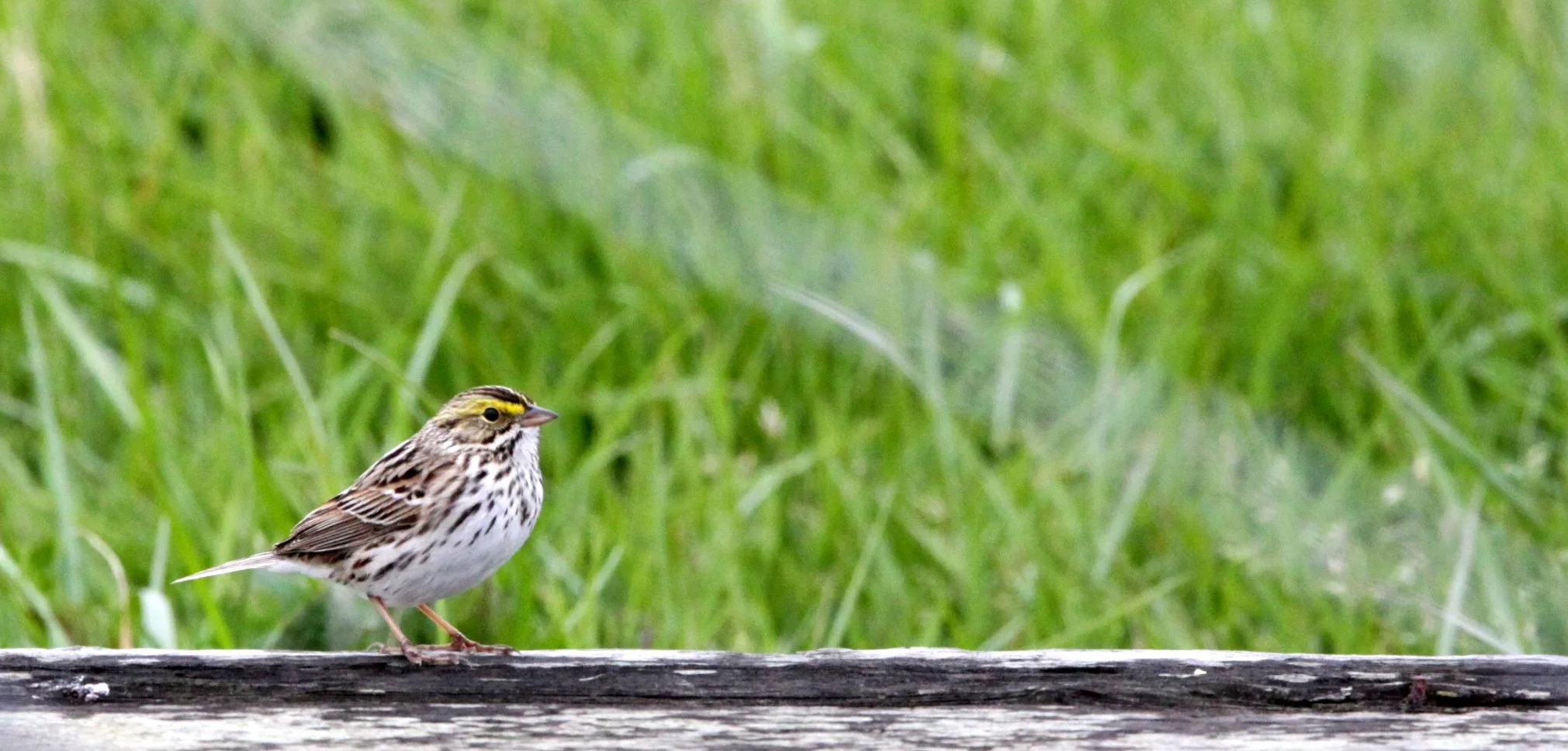 Savannah Sparrow (Passerculus sandwichensis) Arcata Bottomlands California (1).JPG