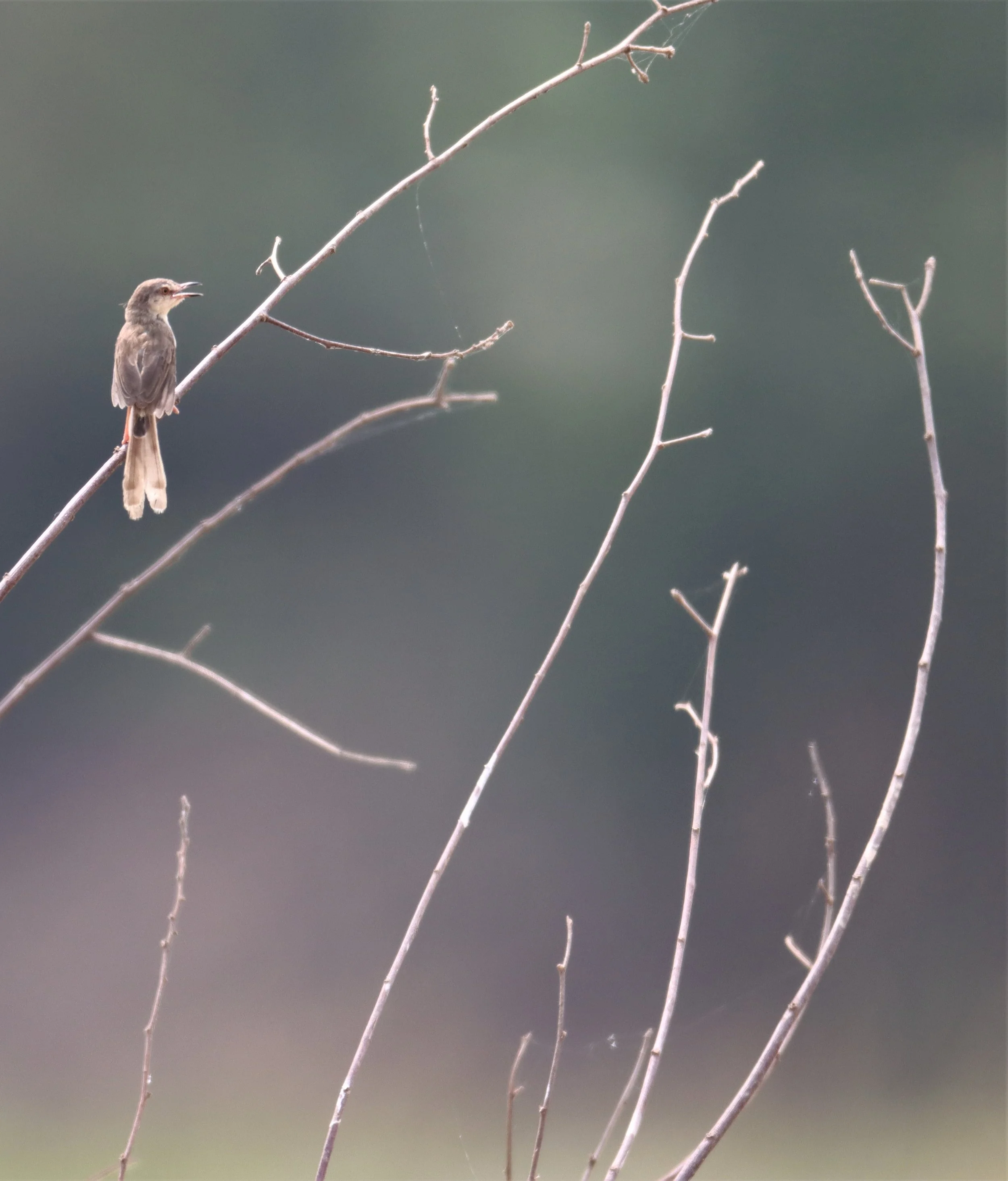 PRINIA - PLAIN PRINIA - Prinia inornata - KABIN BURI WETLANDS (2).jpg
