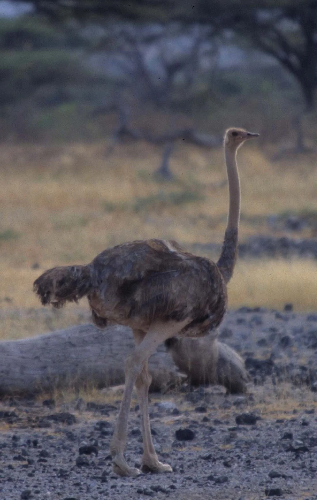 BIRDS - OSTRICH - SHABA B1.jpg