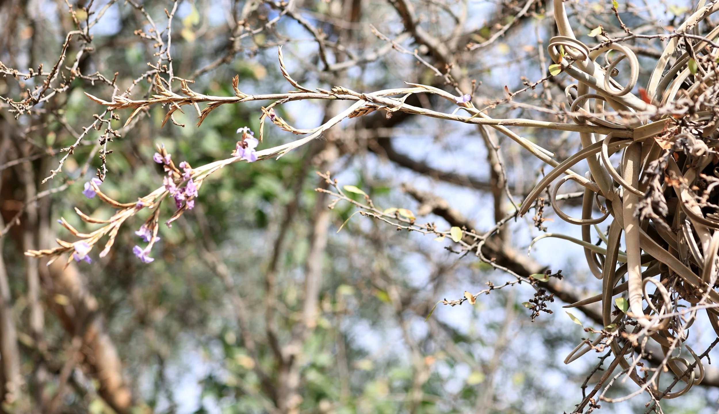 Tillandsia duratii - Neuland Mennonite Colony Paraguay 