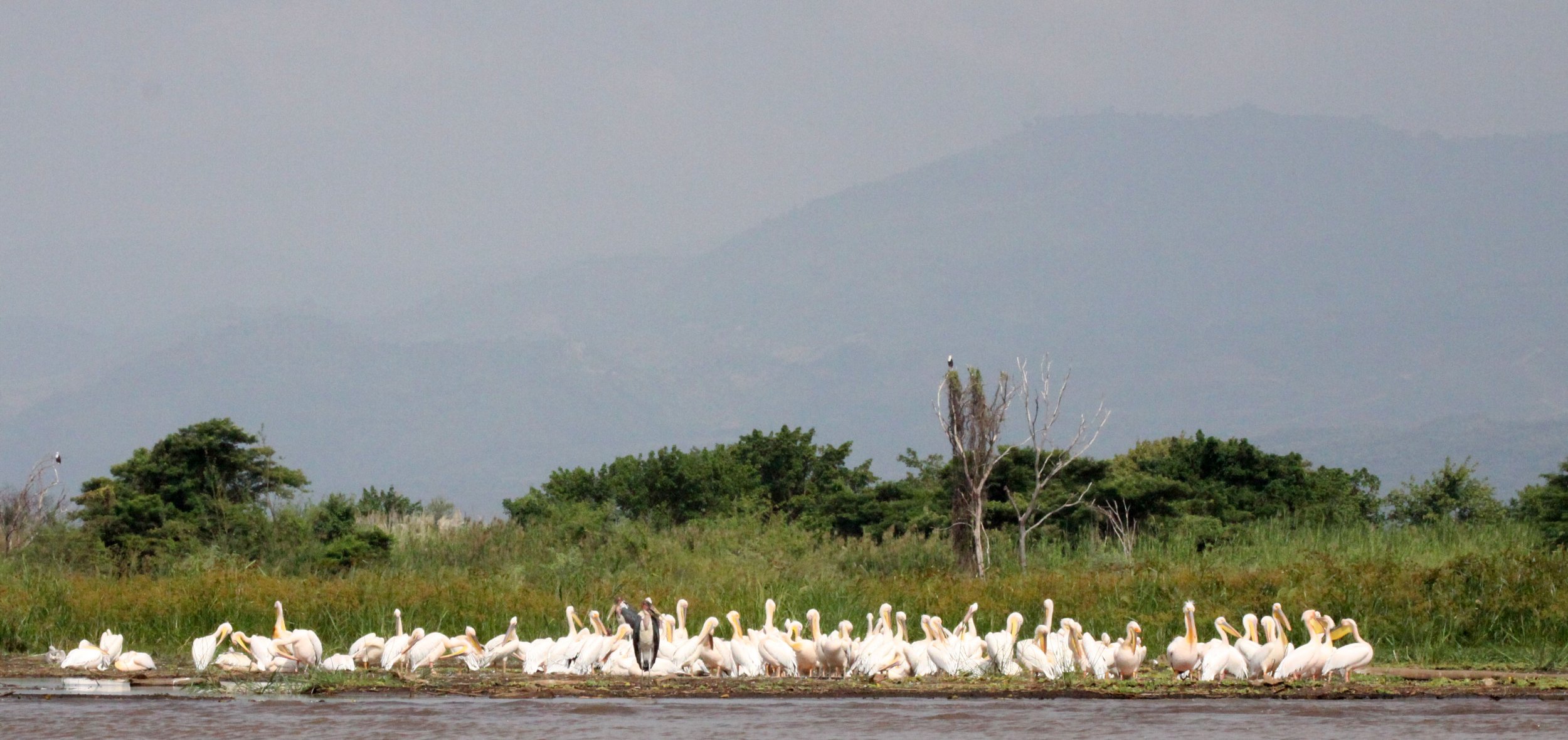 Pelecanus onocrotalus - GREAT-WHITE PELICAN - NECH SAR NATIONAL PARK (14).JPG