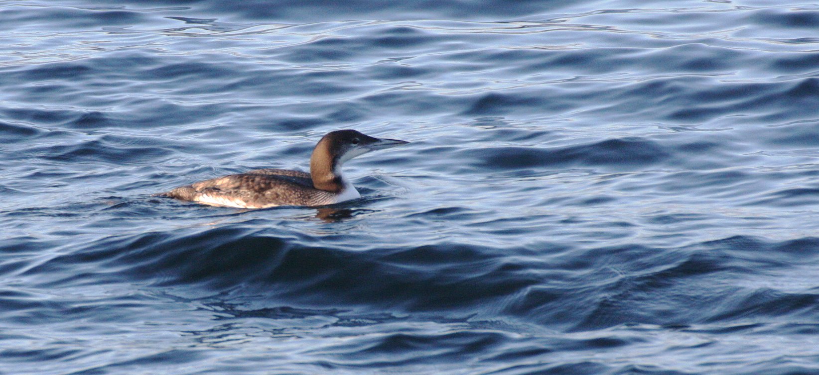 BIRD - LOON - COMMON LOON - ADULT NONBREEDING - PA HARBOR.JPG