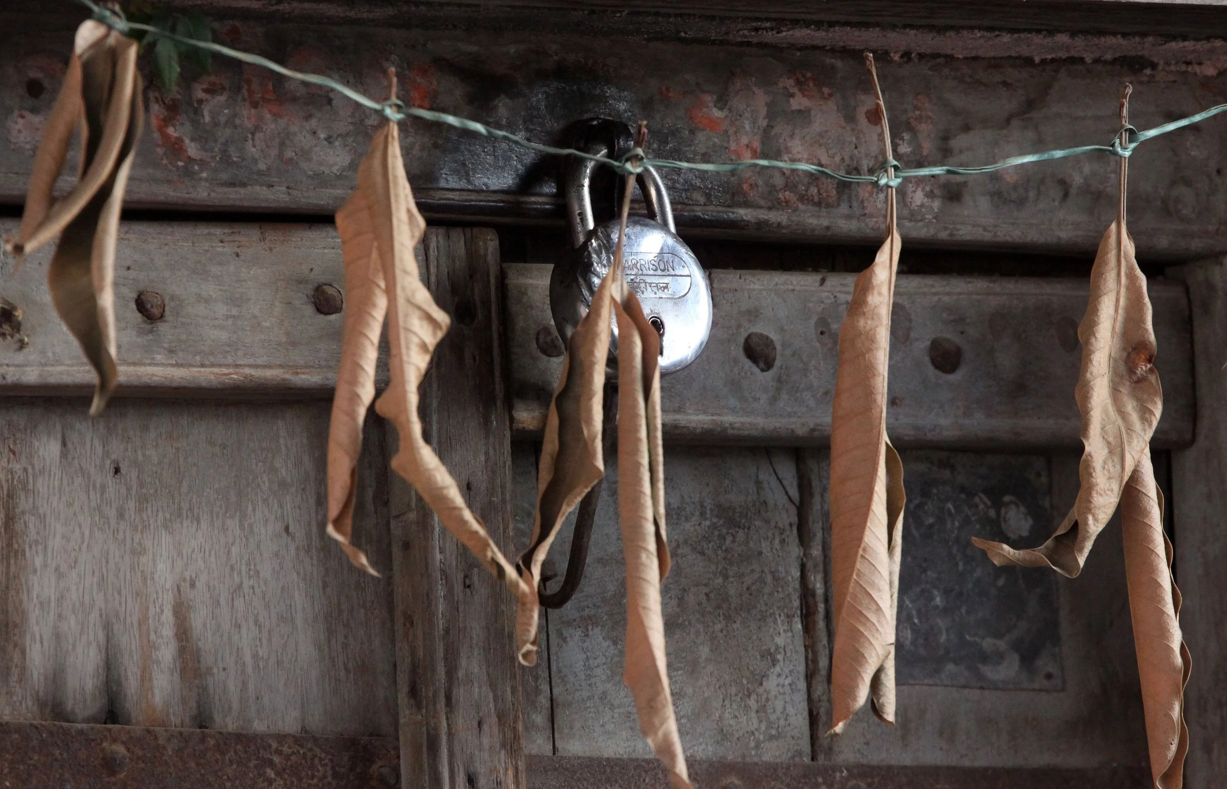 GUJARAT - MANGO GOOD LUCK!.JPG