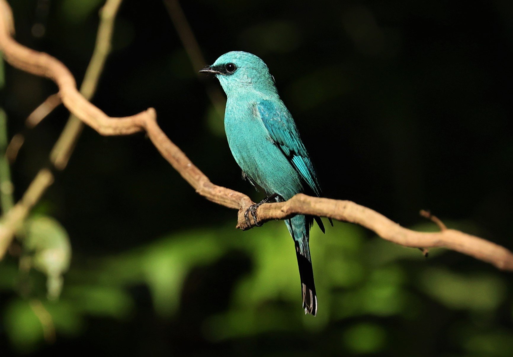 FLYCATCHER - VERDITER FLYCATCHER - Eumyias thalassina - WAT THAM PRATHUM CHONBURI JAN 30 2022 (138).jpg