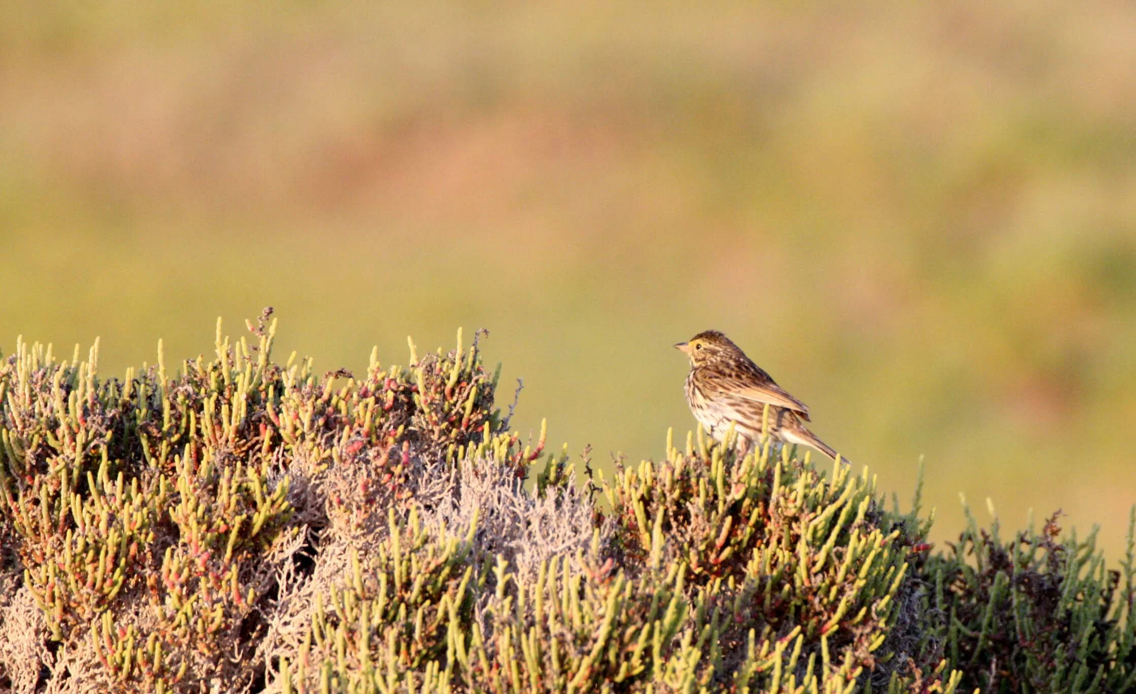 Savannah Sparrow (Passerculus sandwichensis) Ojo de Liebre Lagoon Baja Mexico (8).JPG
