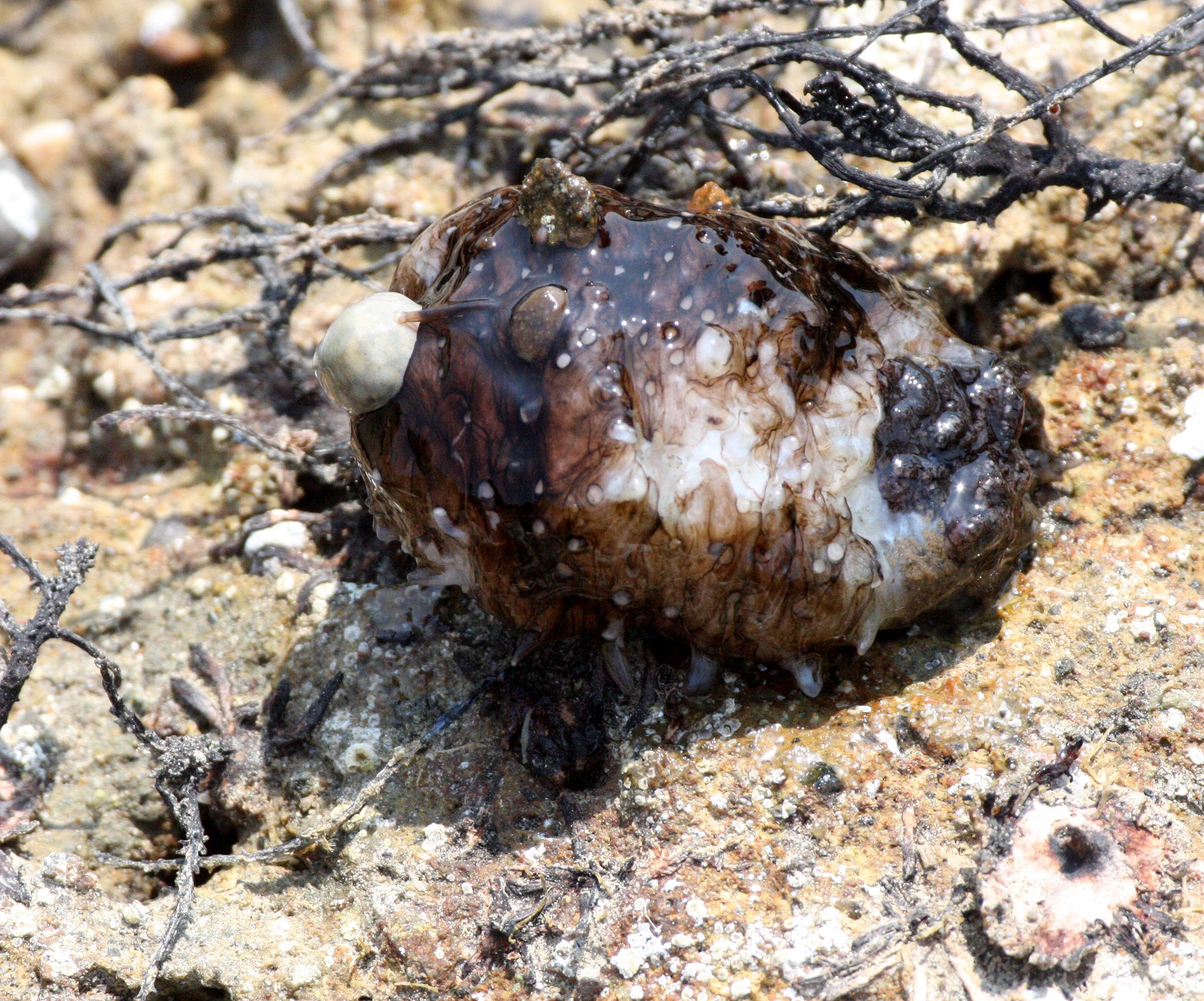 Holothuroidea - Sea Cucumber Species - Mutsu Harbor, Japan  Possibly?